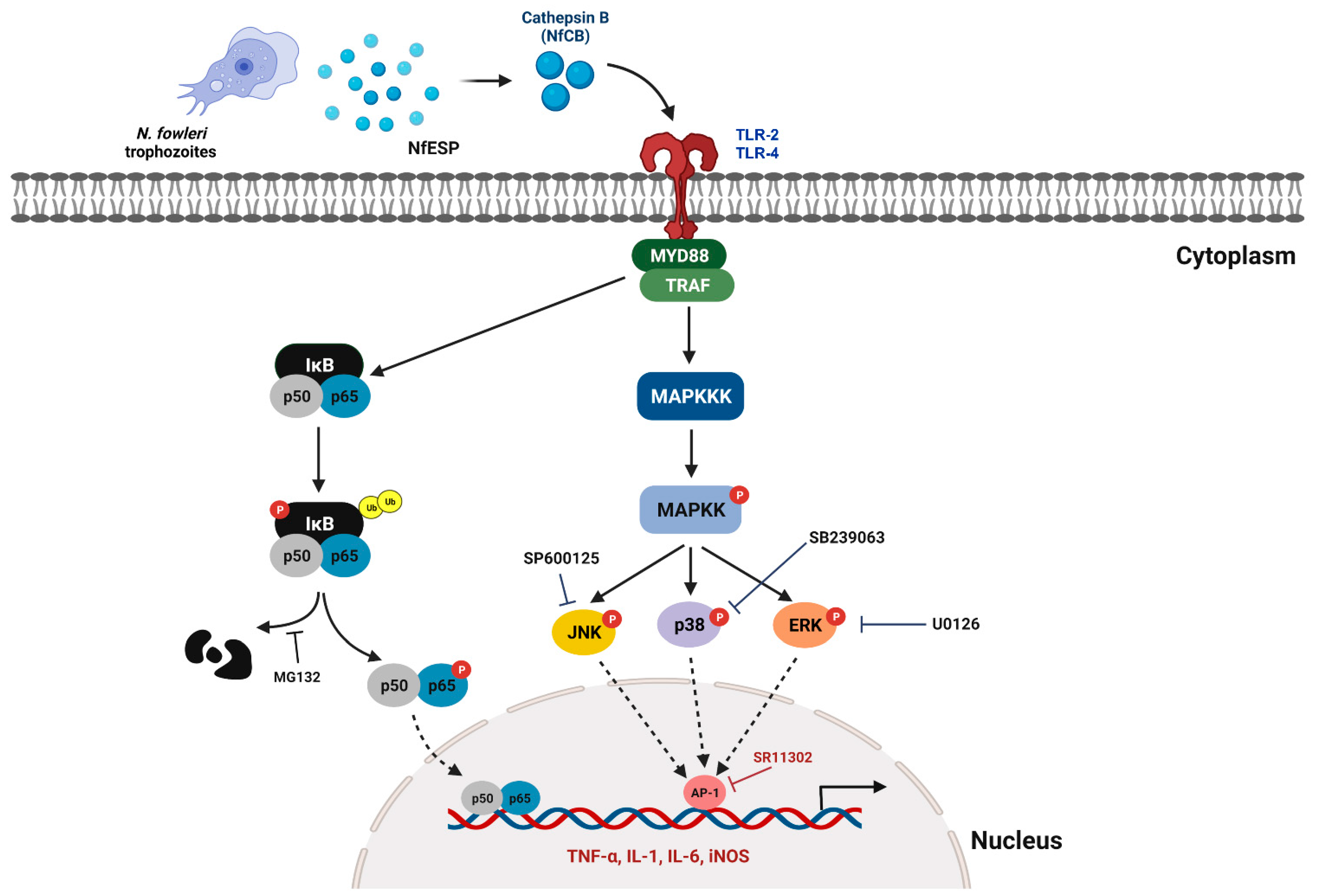 Ijms 23 08388 g008 Ijms 23 08388 g008