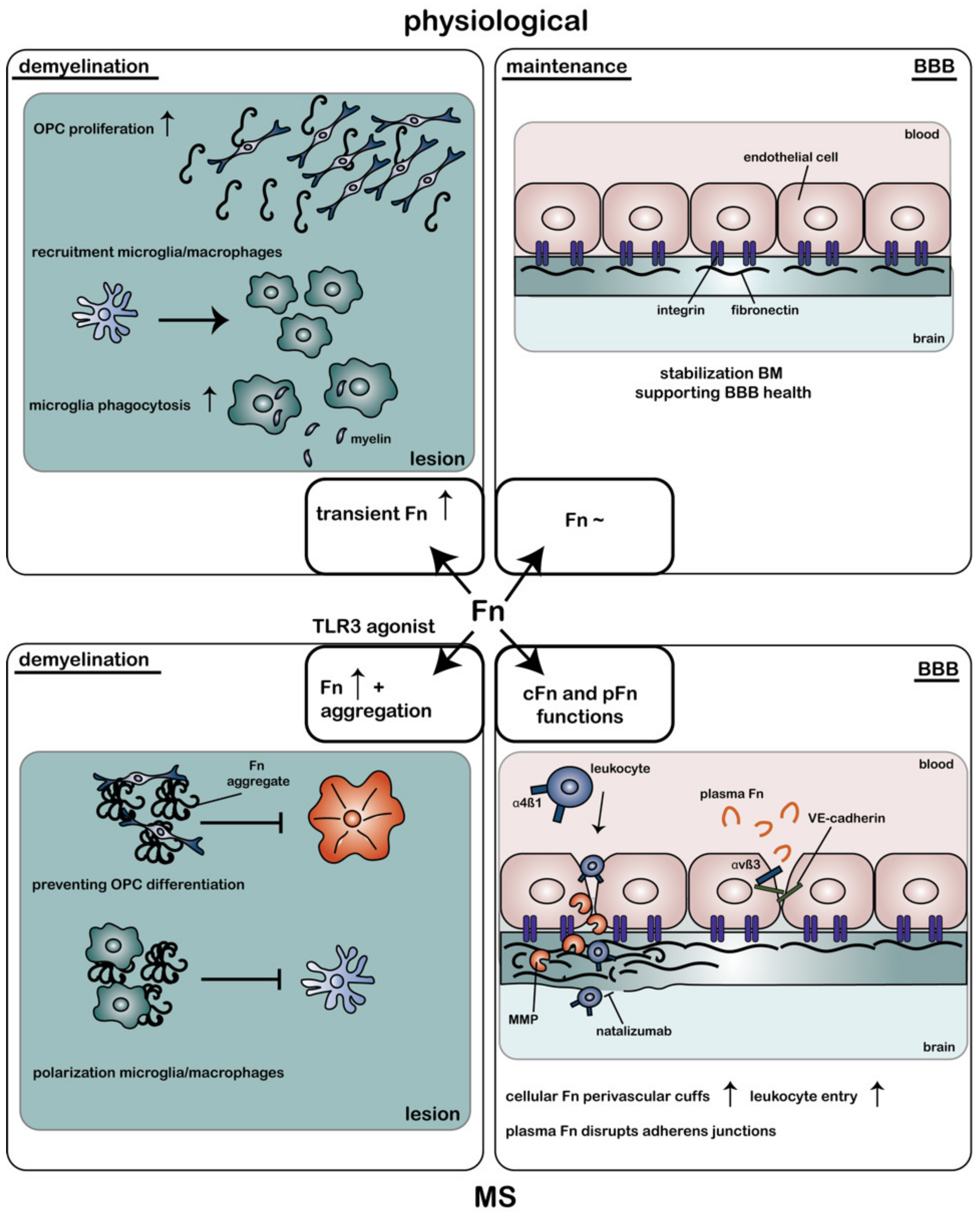 Ijms Free Full Text Targeting Fibronectin To Overcome Remyelination Failure In Multiple Sclerosis The Need For Brain And Lesion Targeted Drug Delivery Html