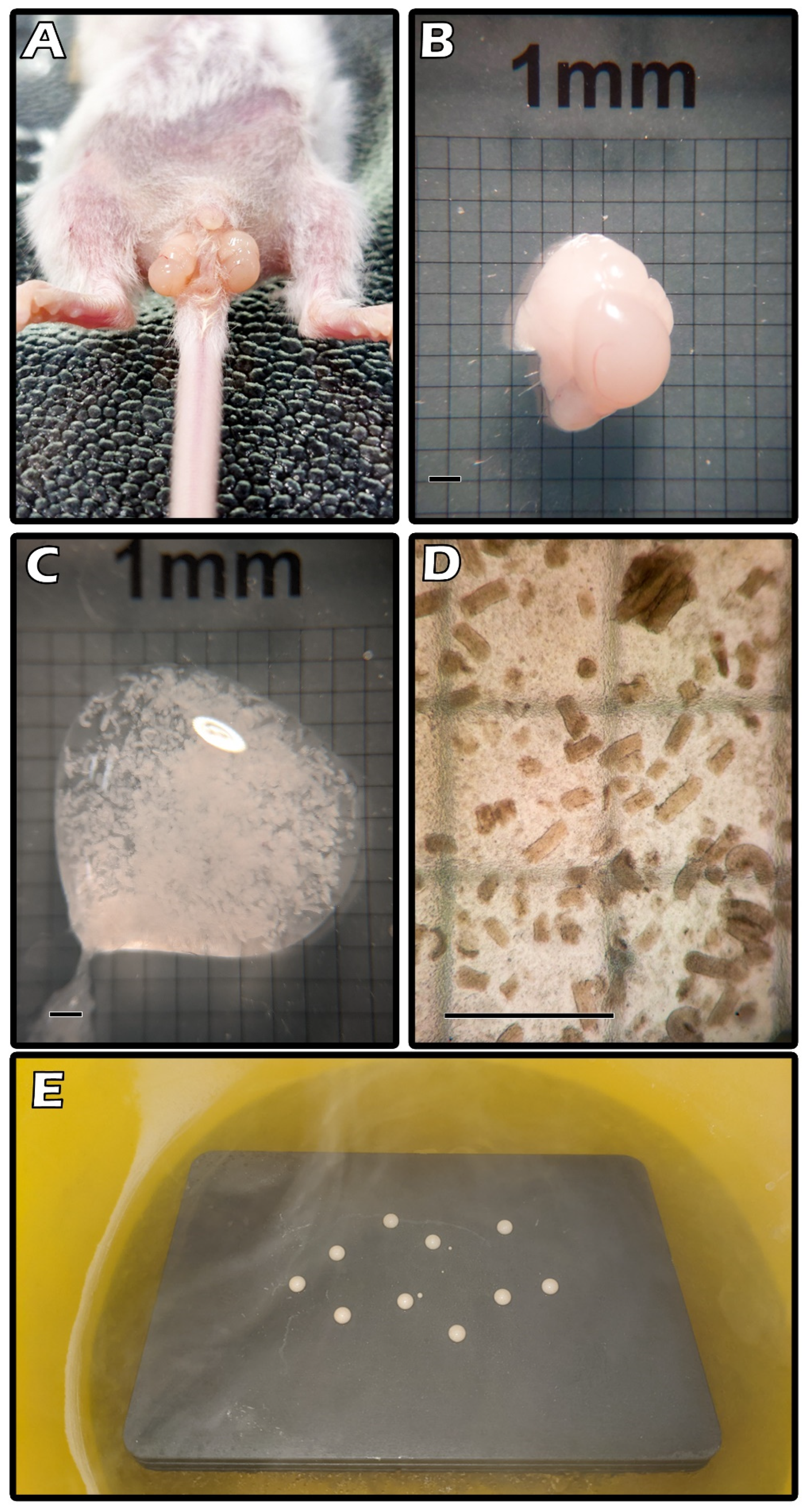 Ijms 23 08425 g002 Ijms 23 08425 g002