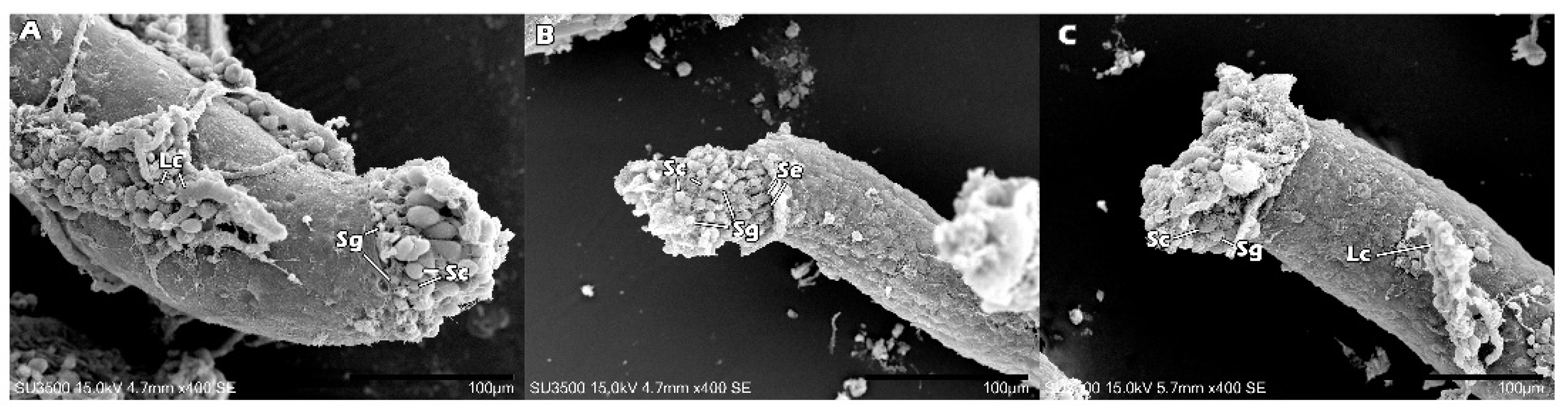 Ijms 23 08425 g004 Ijms 23 08425 g004