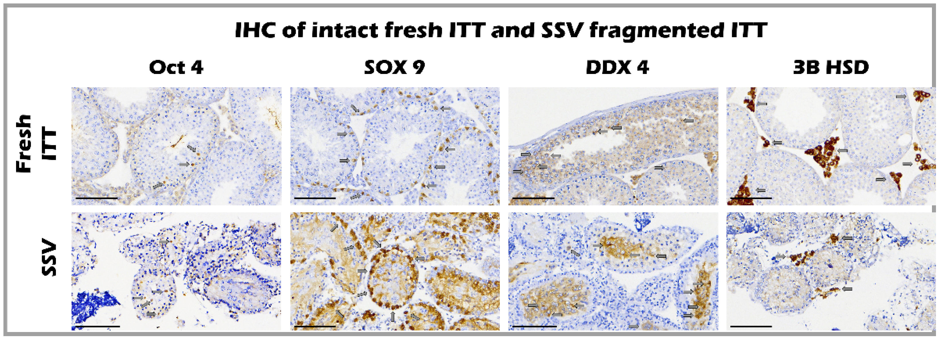 Ijms 23 08425 g005 Ijms 23 08425 g005