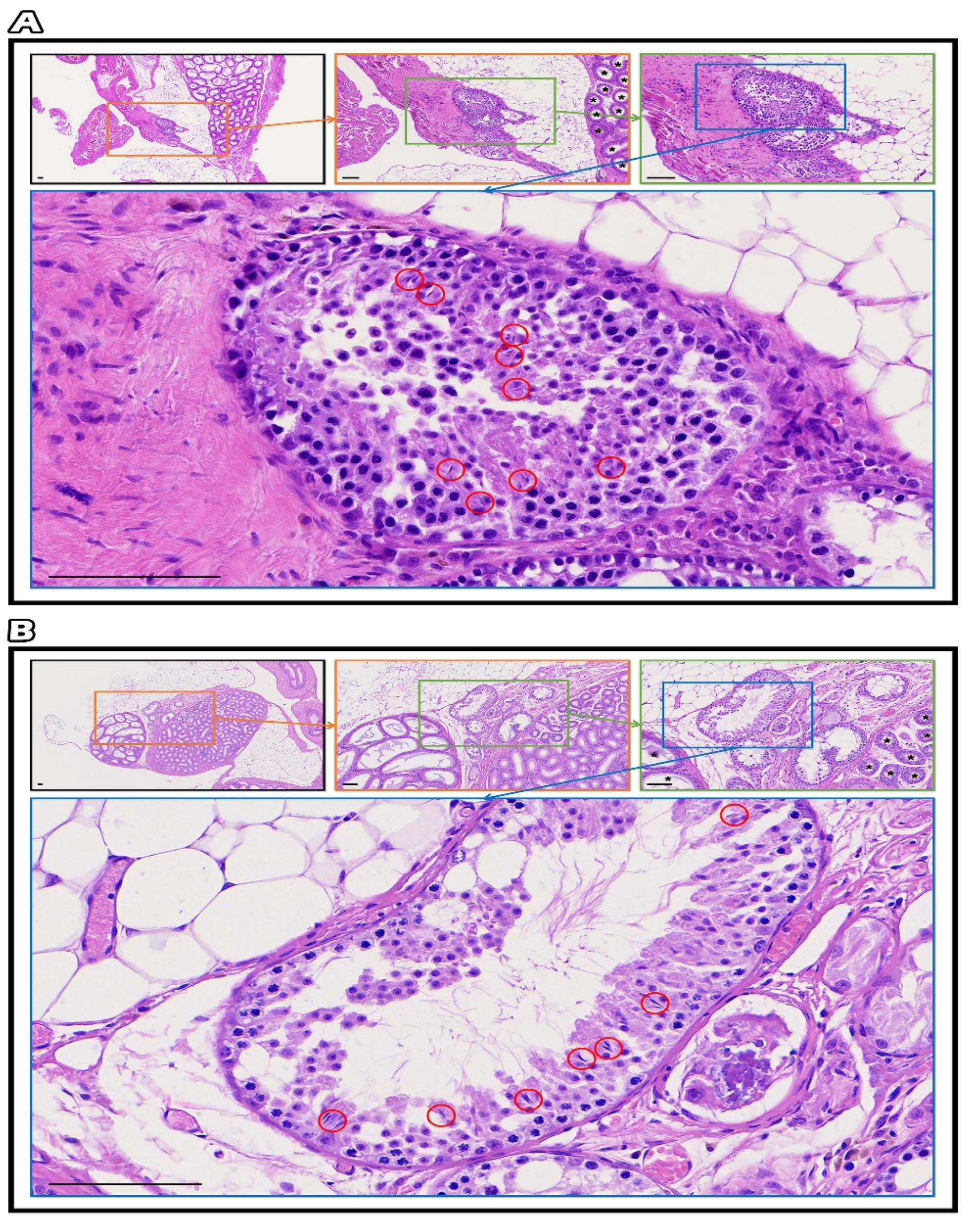 Ijms 23 08425 g007 Ijms 23 08425 g007