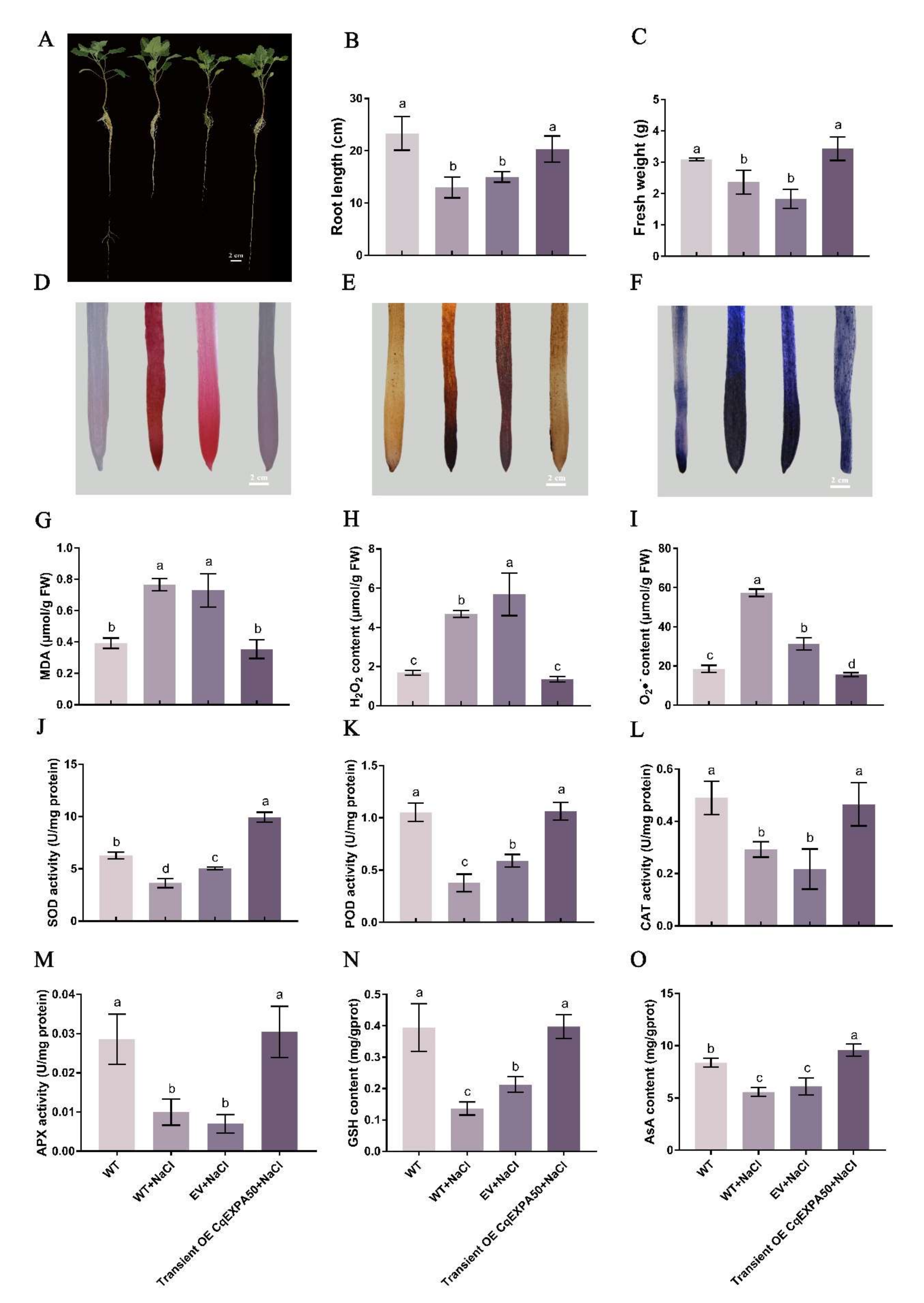 Ijms 23 08480 g004 Ijms 23 08480 g004