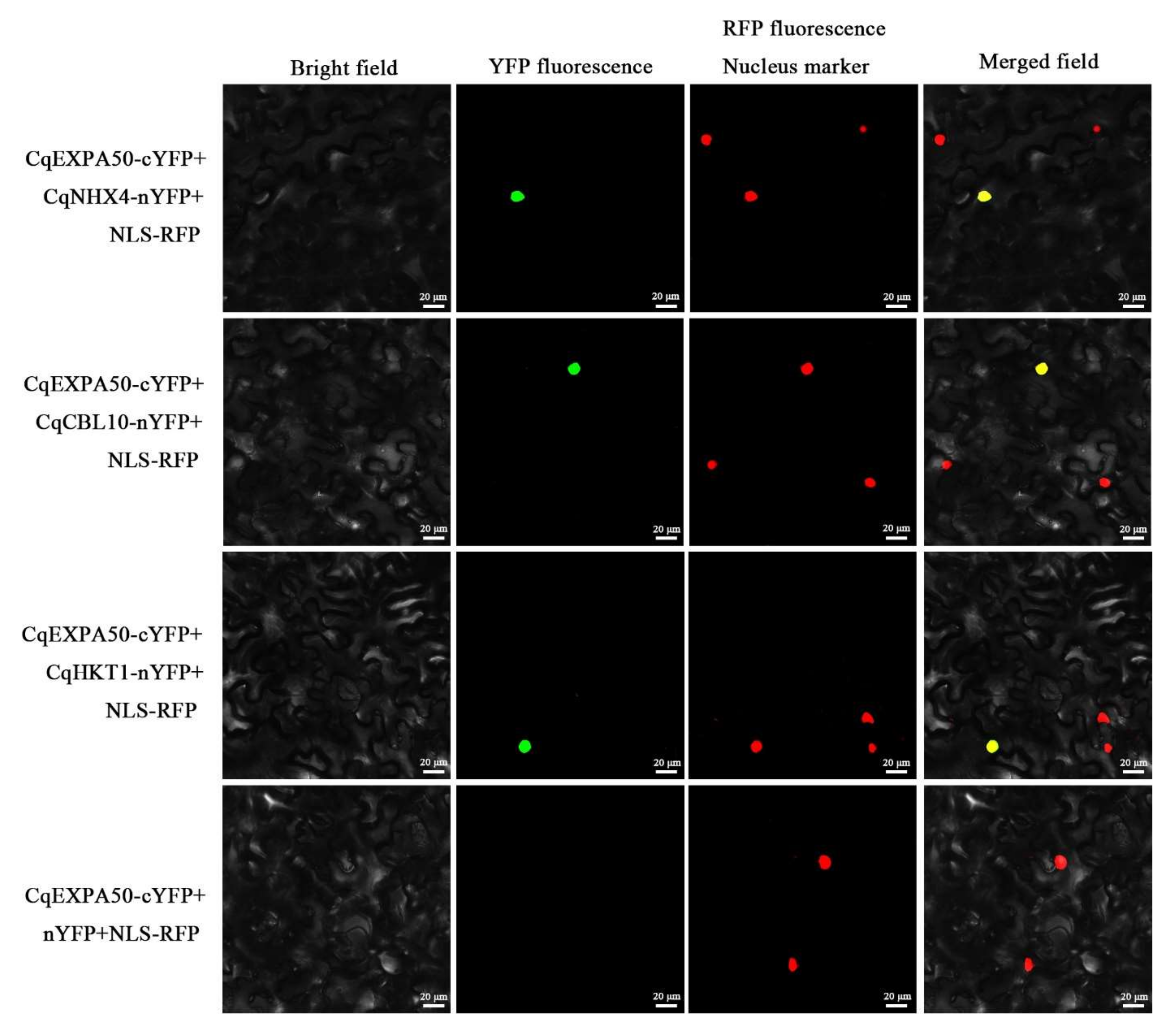 Ijms 23 08480 g007 Ijms 23 08480 g007