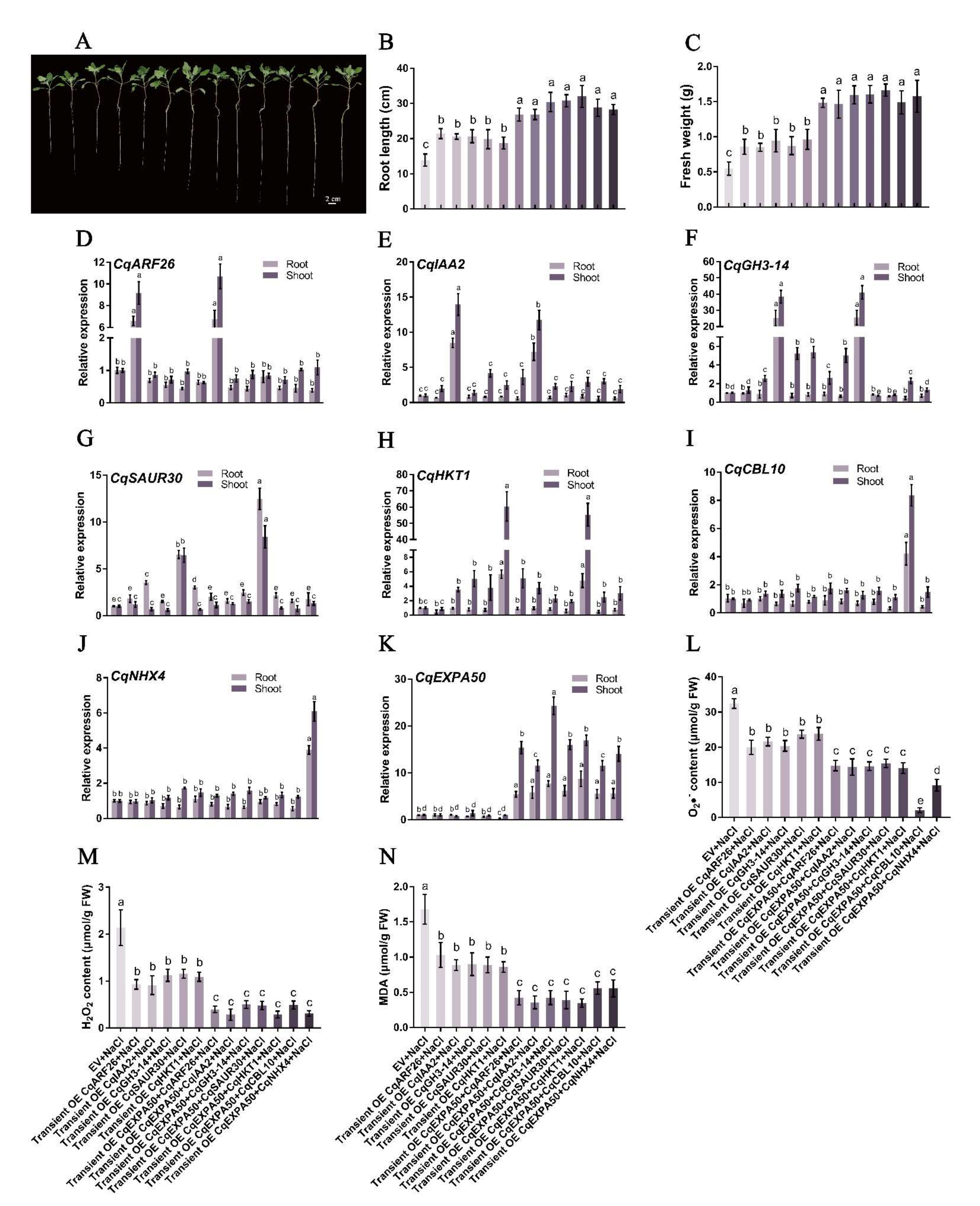 Ijms 23 08480 g009 Ijms 23 08480 g009