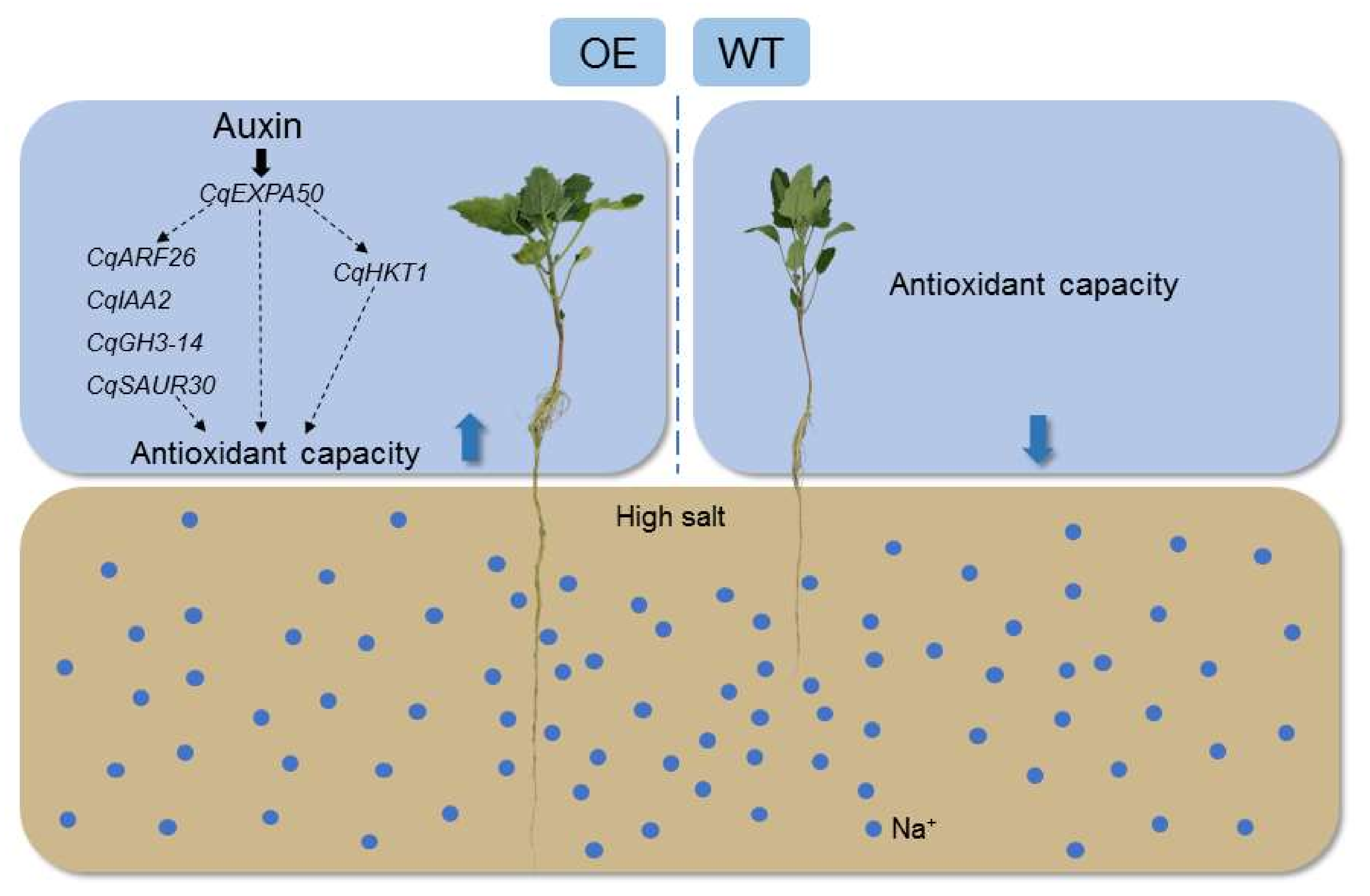 Ijms 23 08480 g010 Ijms 23 08480 g010