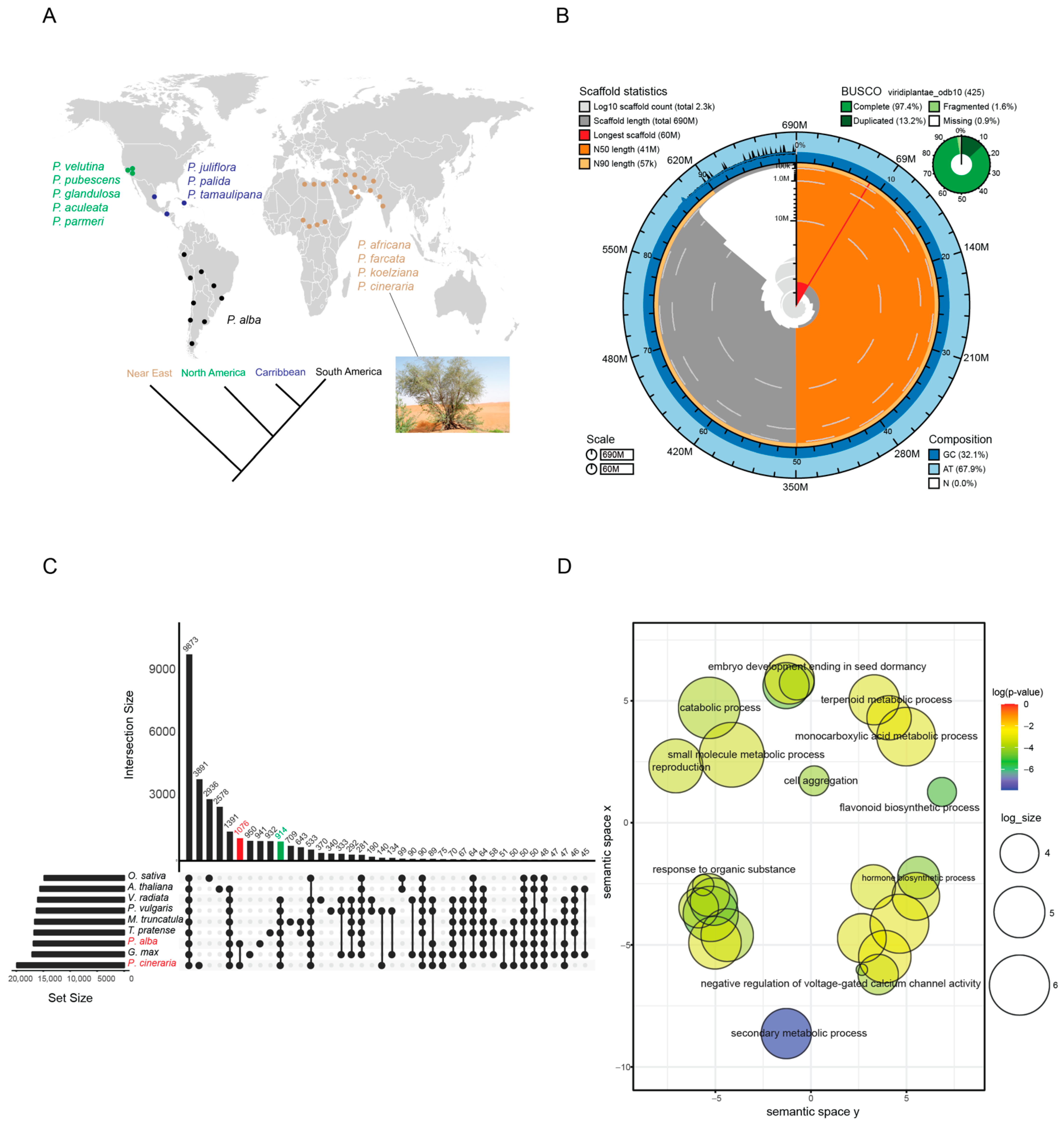 IJMS | Free Full-Text | The Genome of the Mimosoid Legume Prosopis  cineraria, a Desert Tree
