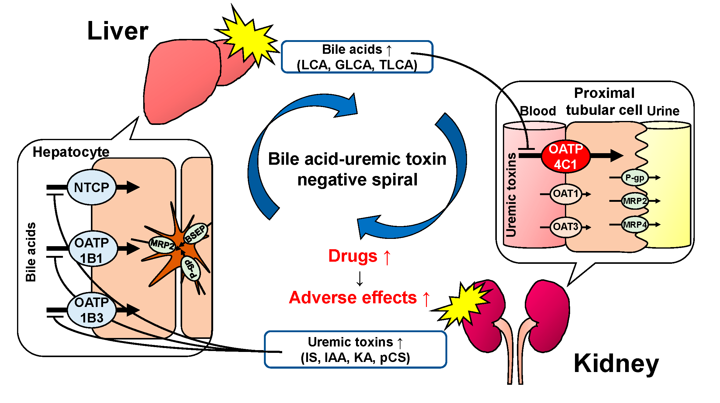 IJMS | Free Full-Text | Bile Acid–Drug Interaction via Organic Anion ...