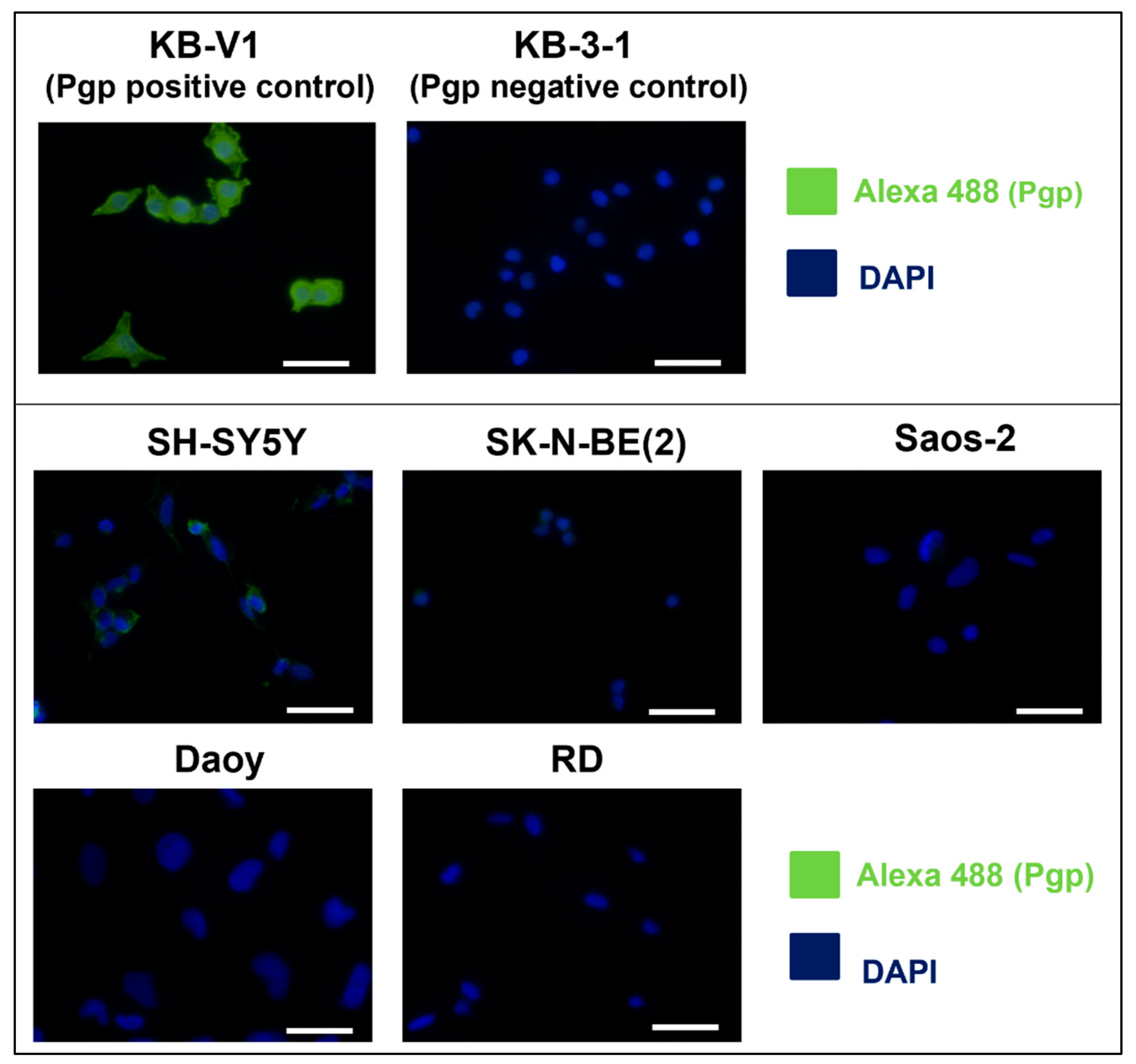 Ijms 23 08549 g002 Ijms 23 08549 g002