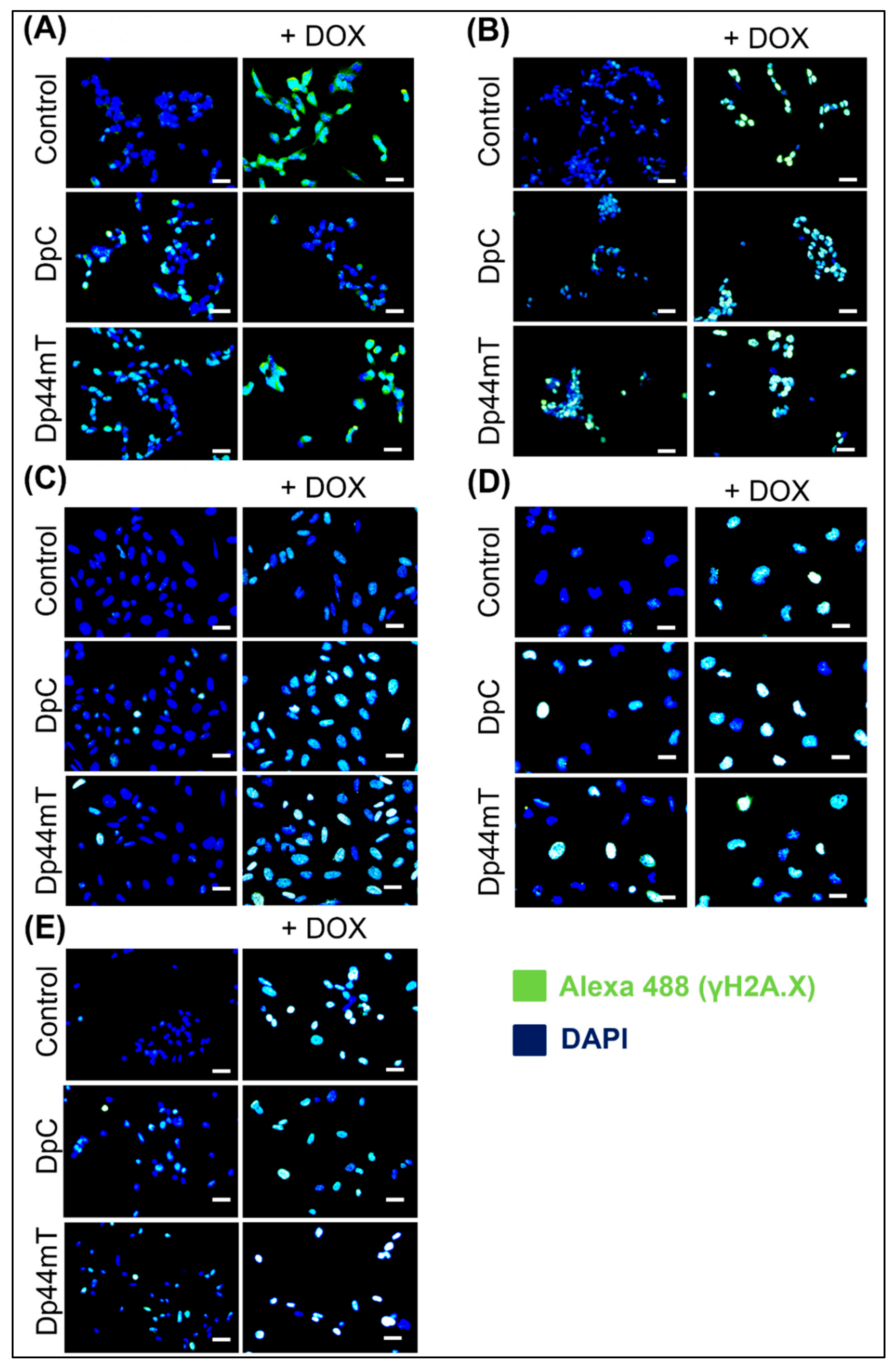 Ijms 23 08549 g007 Ijms 23 08549 g007