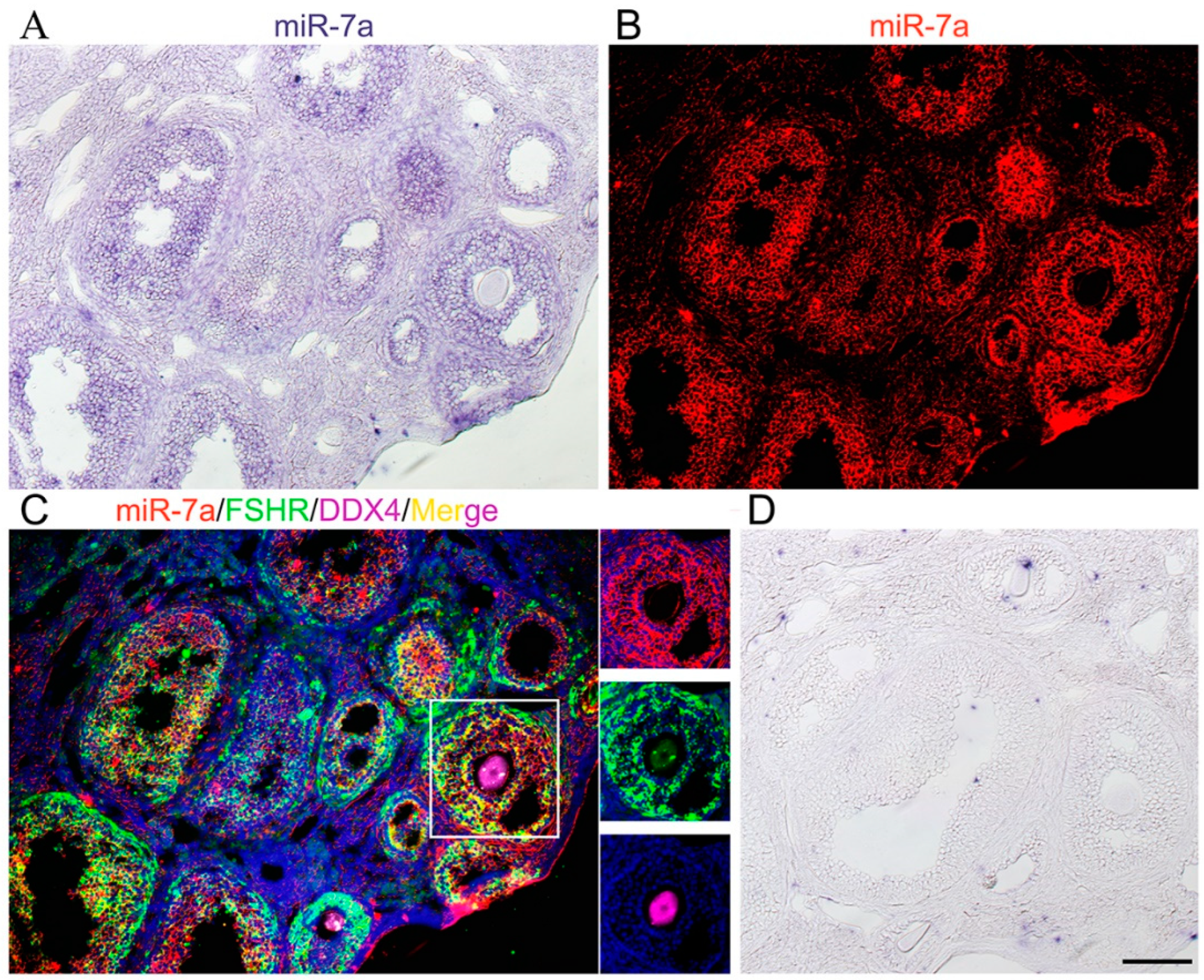 granulosa cells