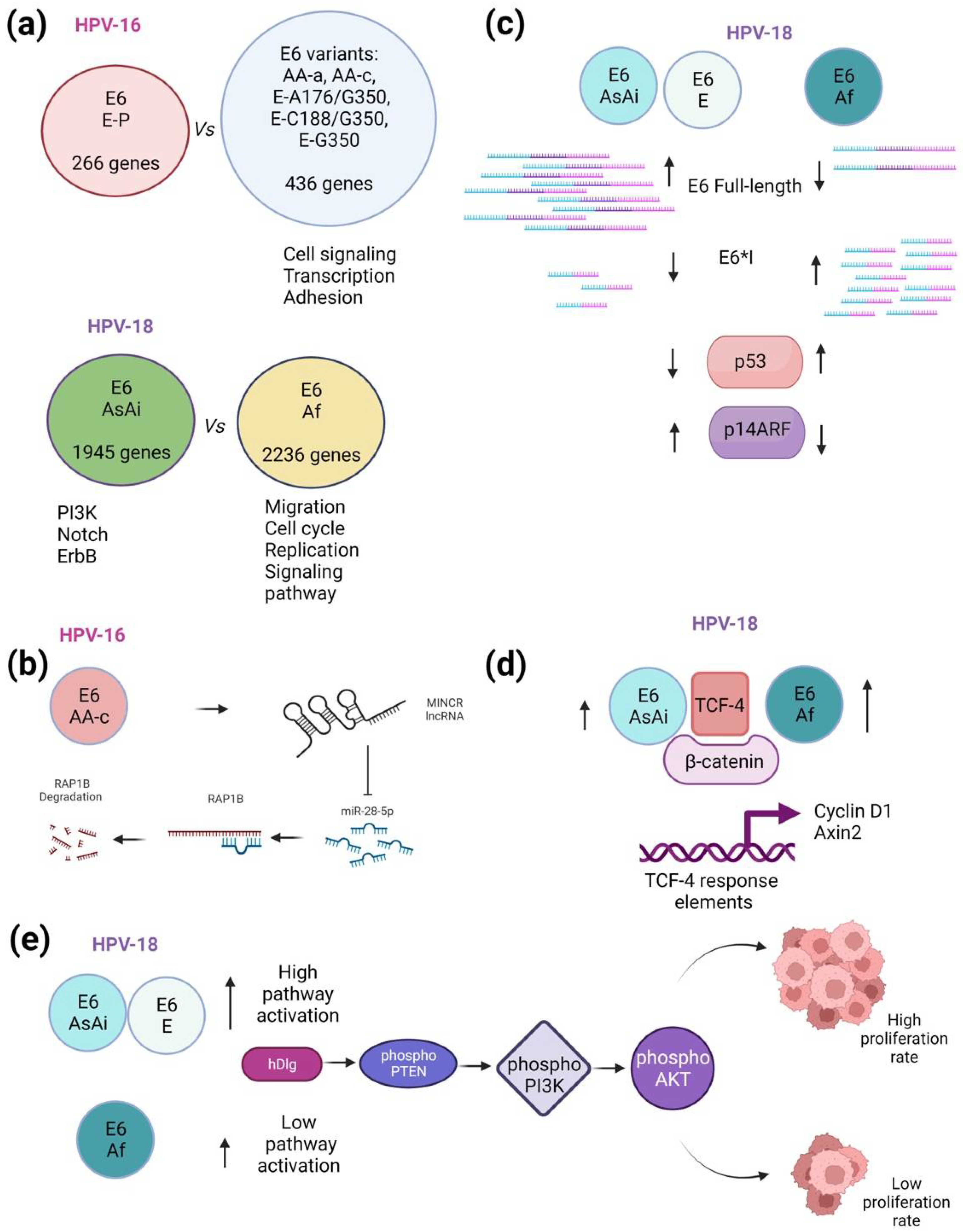 IJMS | Free Full-Text | Epidemiology and Molecular Biology of HPV ...