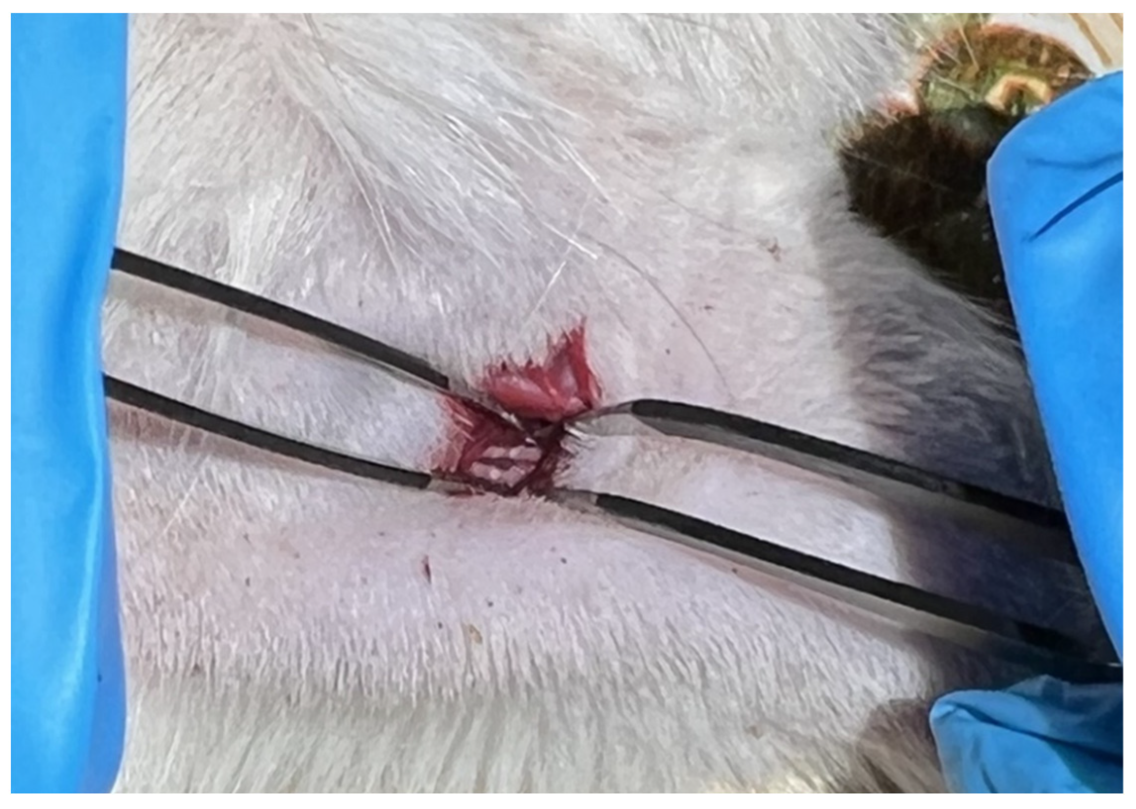 Ijms 23 08583 g008 Ijms 23 08583 g008