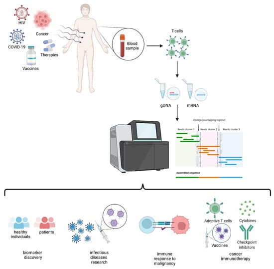 IJMS | Free Full-Text | T-Cell Receptor Repertoire Sequencing and Its  Applications: Focus on Infectious Diseases and Cancer