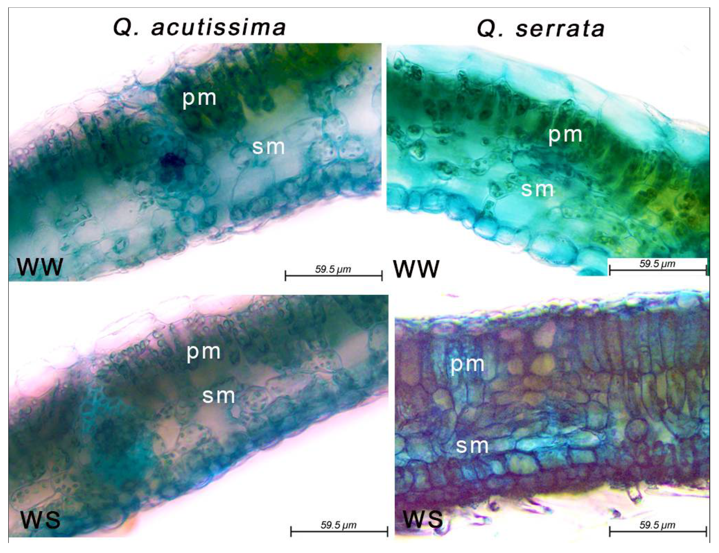 Trichome leaf