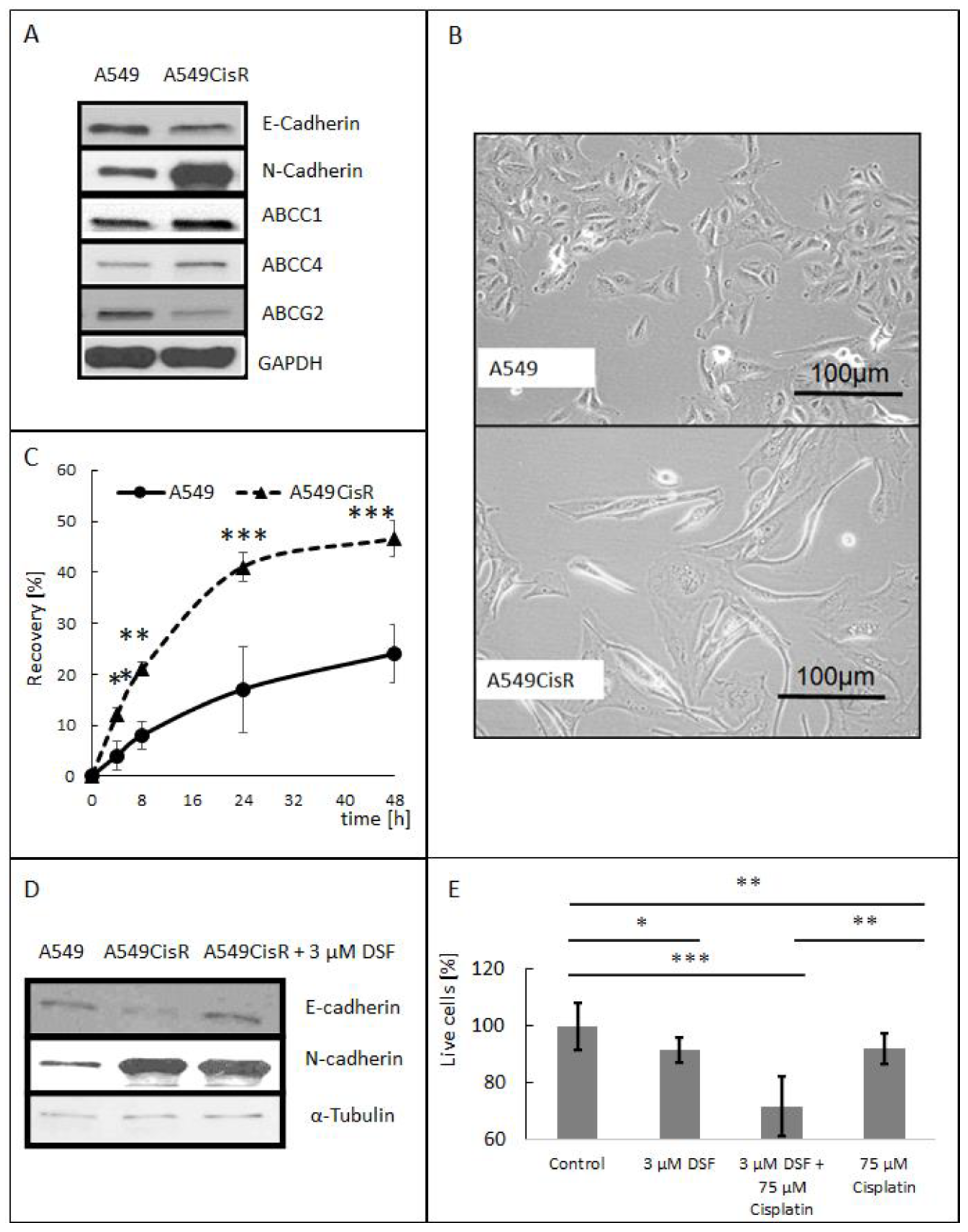 Ijms 23 08644 g001 Ijms 23 08644 g001