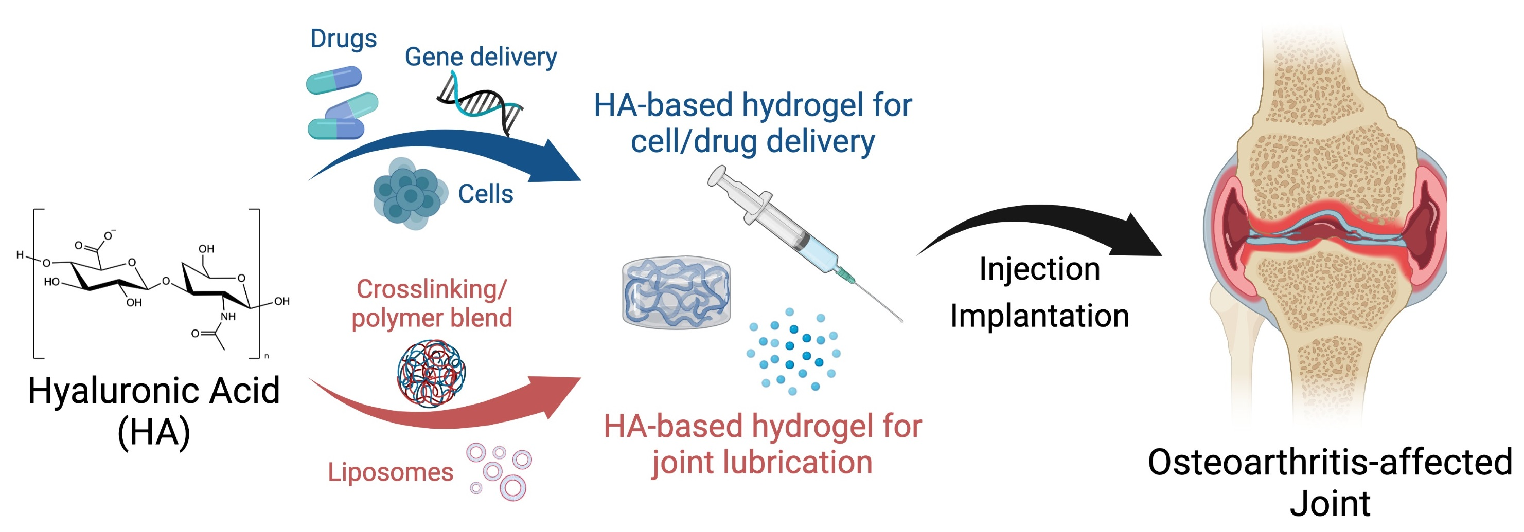 Ijms Free Full Text Engineering Hyaluronic Acid For The Development Of New Treatment 