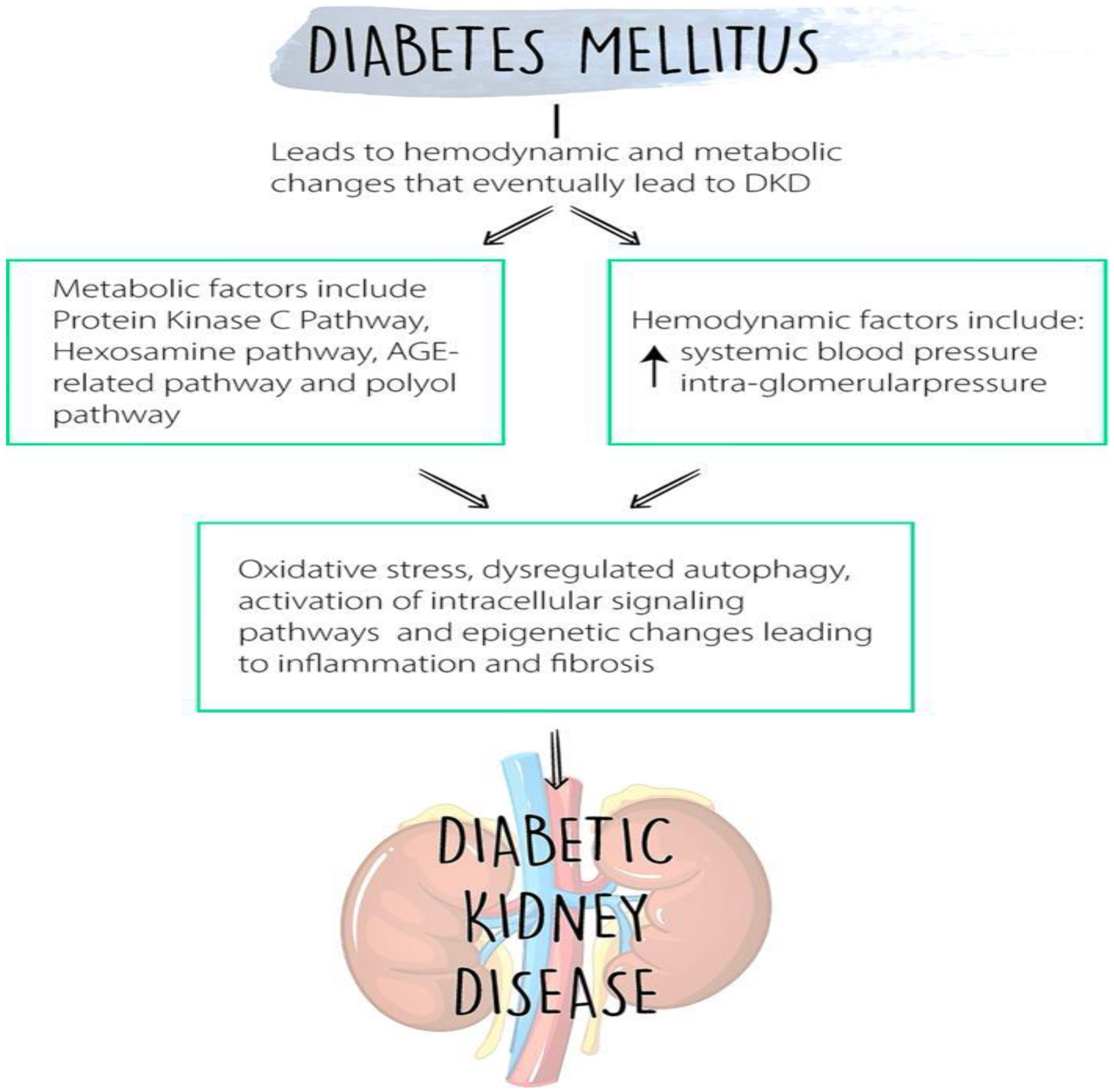IJMS | Free Full-Text | Molecular Mechanisms of Diabetic Kidney Disease