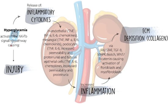 IJMS | Free Full-Text | Molecular Mechanisms of Diabetic Kidney Disease