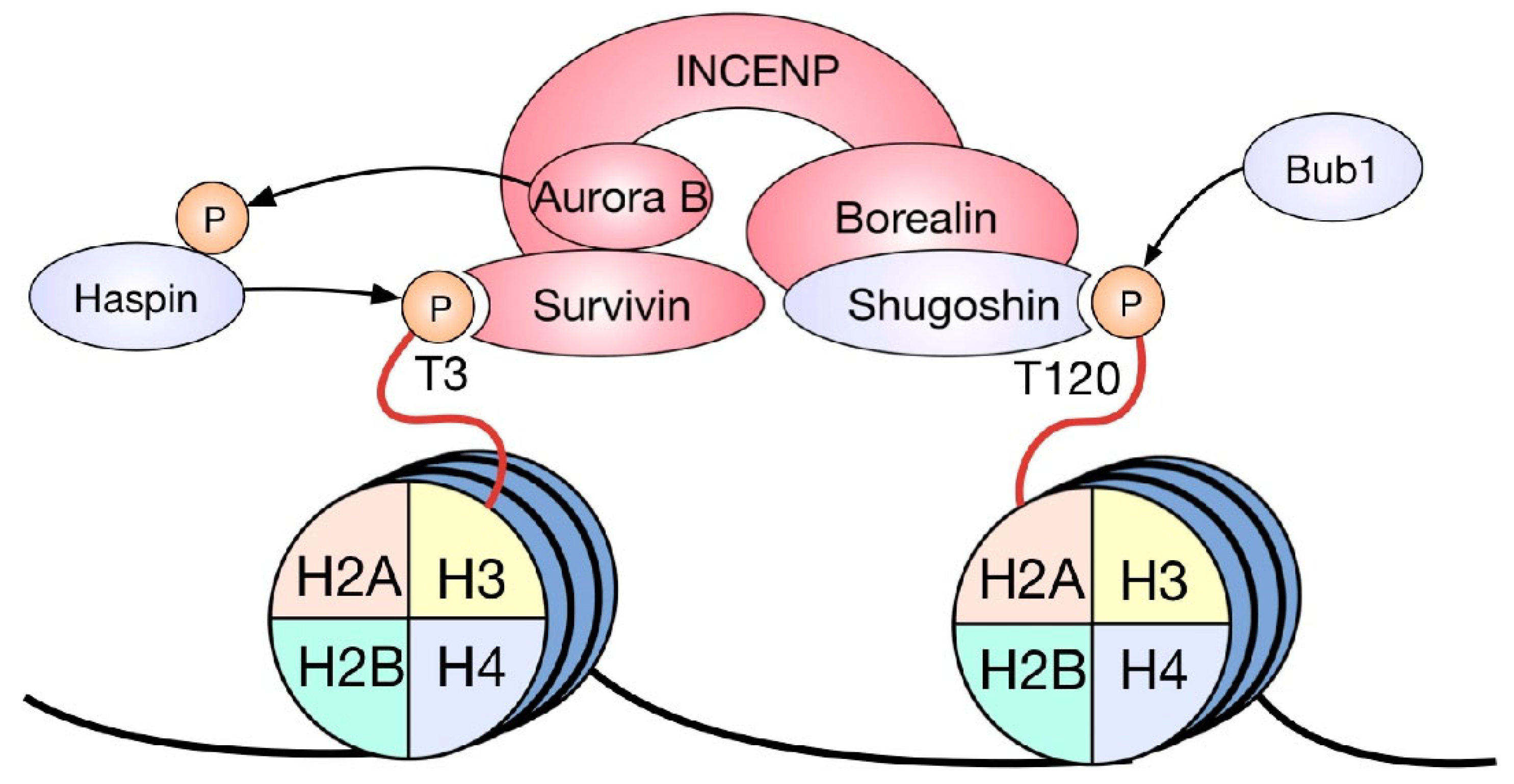 Ijms 23 08704 g002 Ijms 23 08704 g002