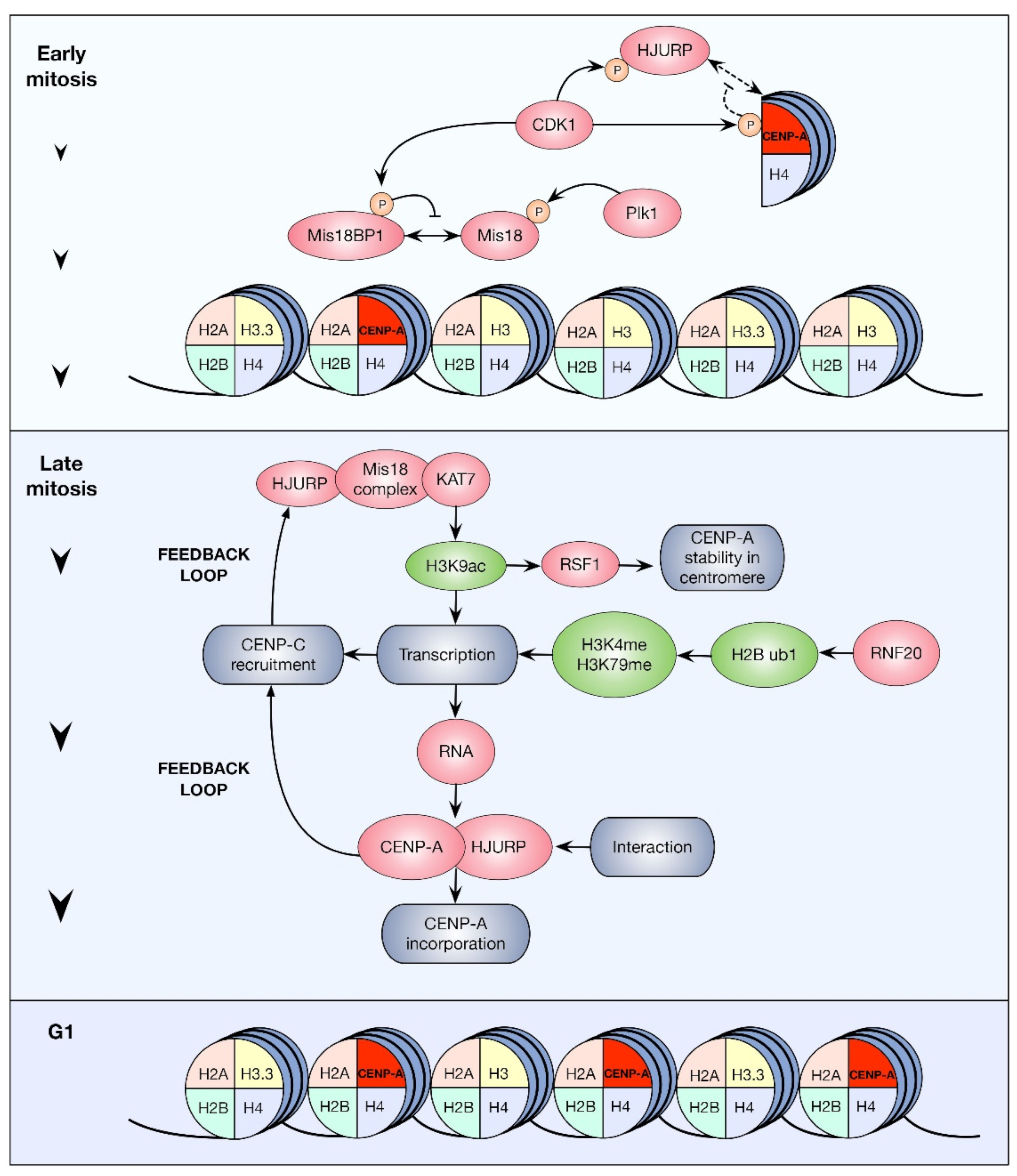 Ijms 23 08704 g003 Ijms 23 08704 g003