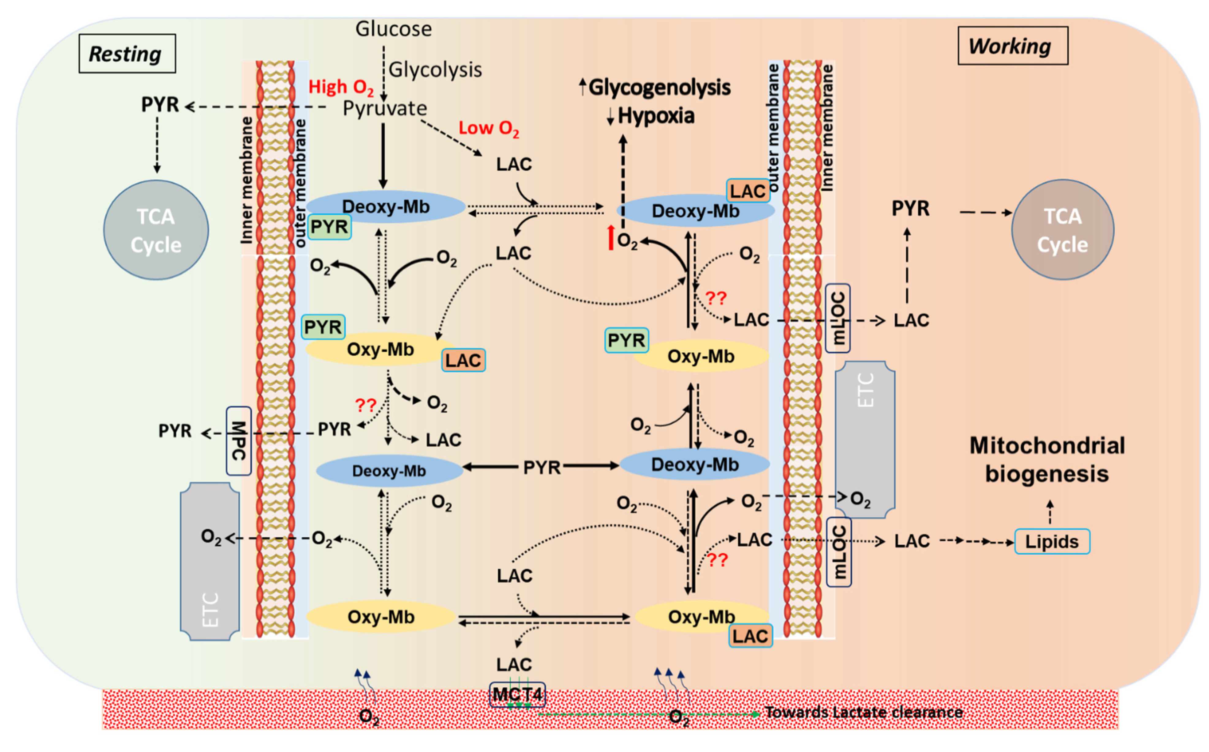 Ijms 23 08766 g005 Ijms 23 08766 g005