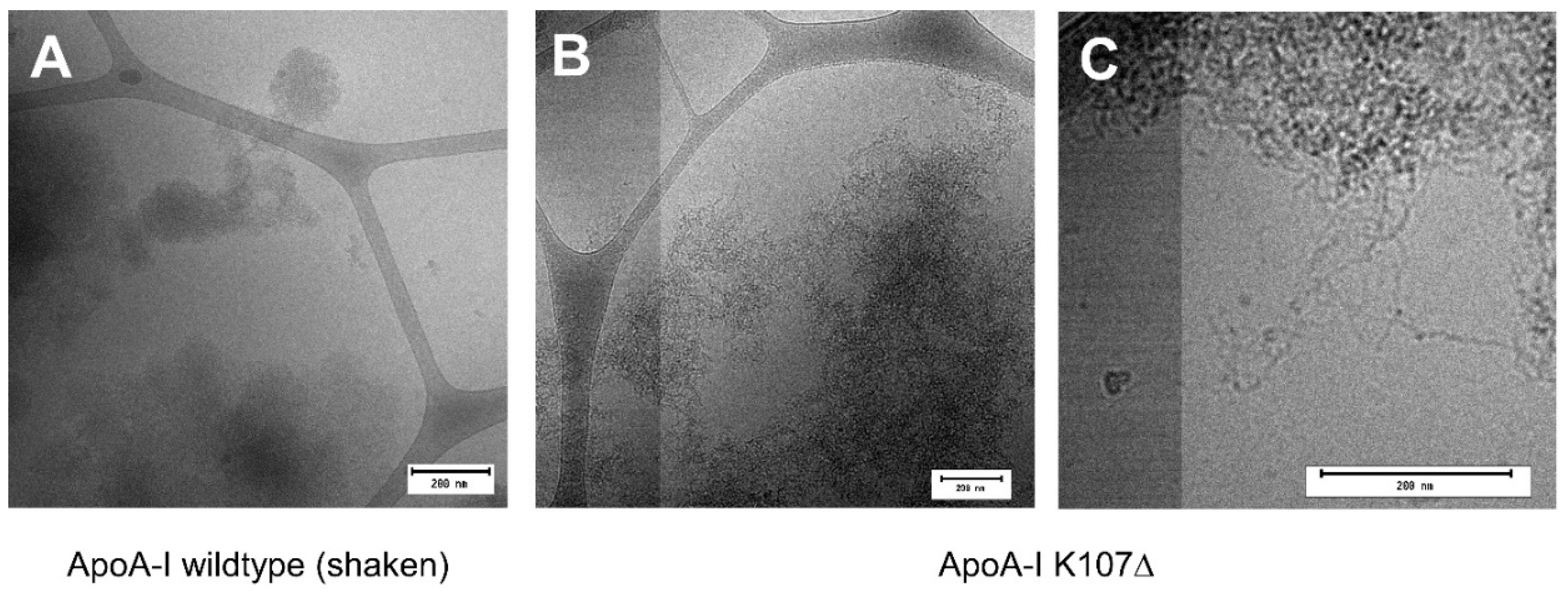 Ijms 23 08780 g004 Ijms 23 08780 g004