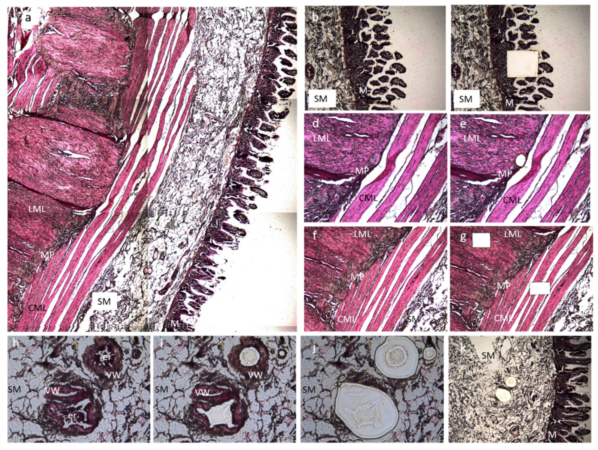 Ijms 23 08792 g003 Ijms 23 08792 g003