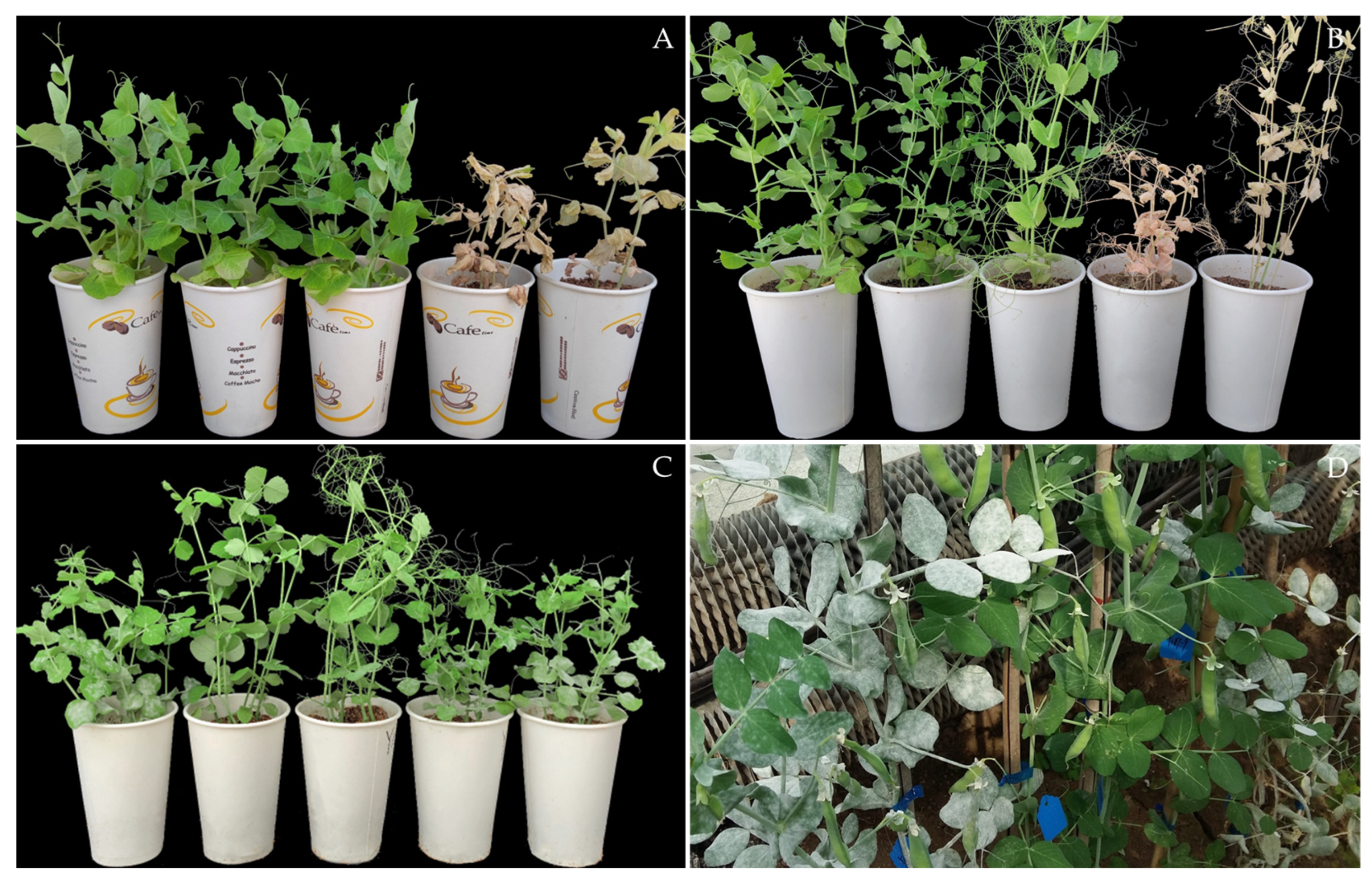 Ijms 23 08793 g001 Ijms 23 08793 g001