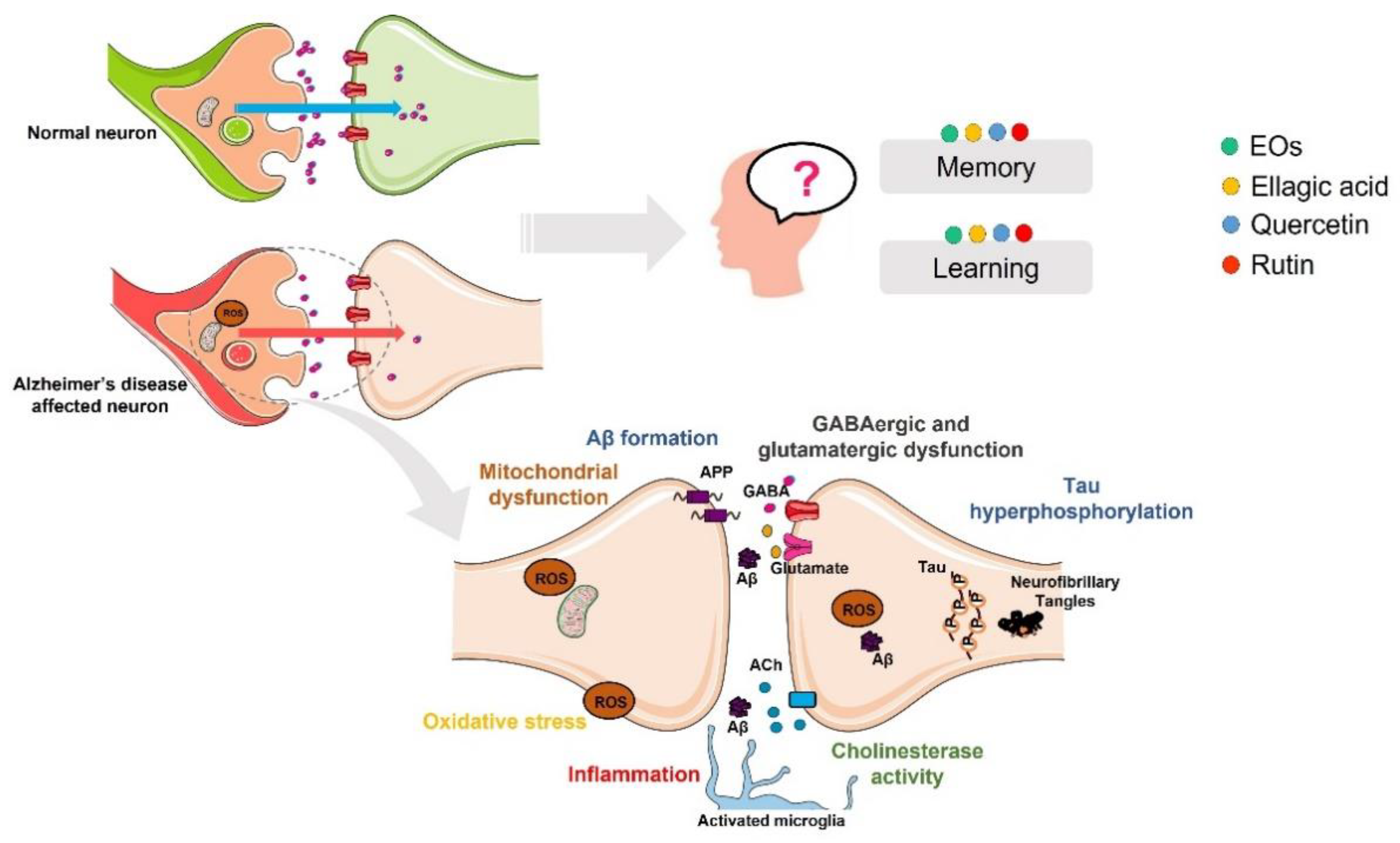 Ijms 23 08812 g008 Ijms 23 08812 g008