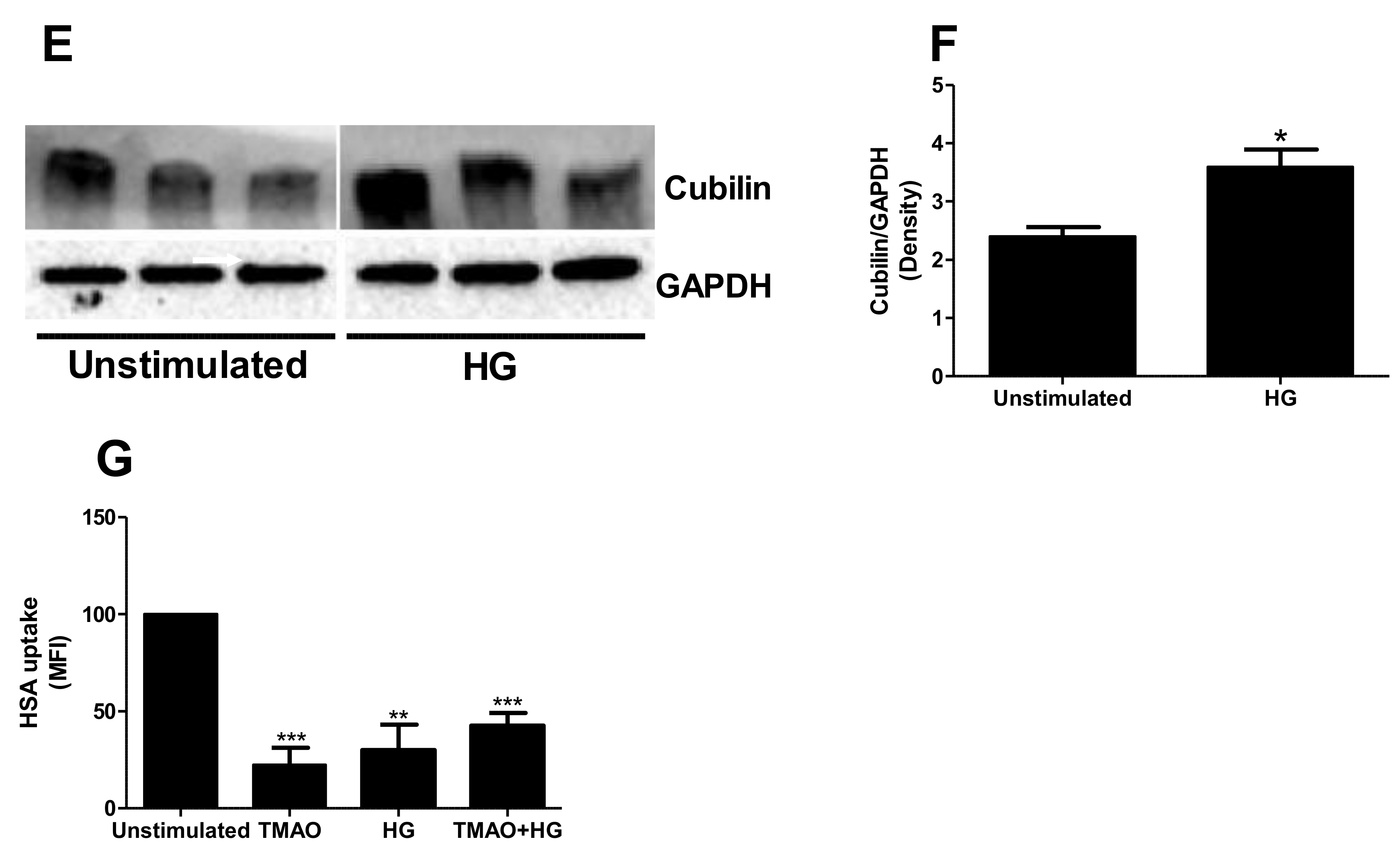 Ijms 23 08856 g005b Ijms 23 08856 g005b
