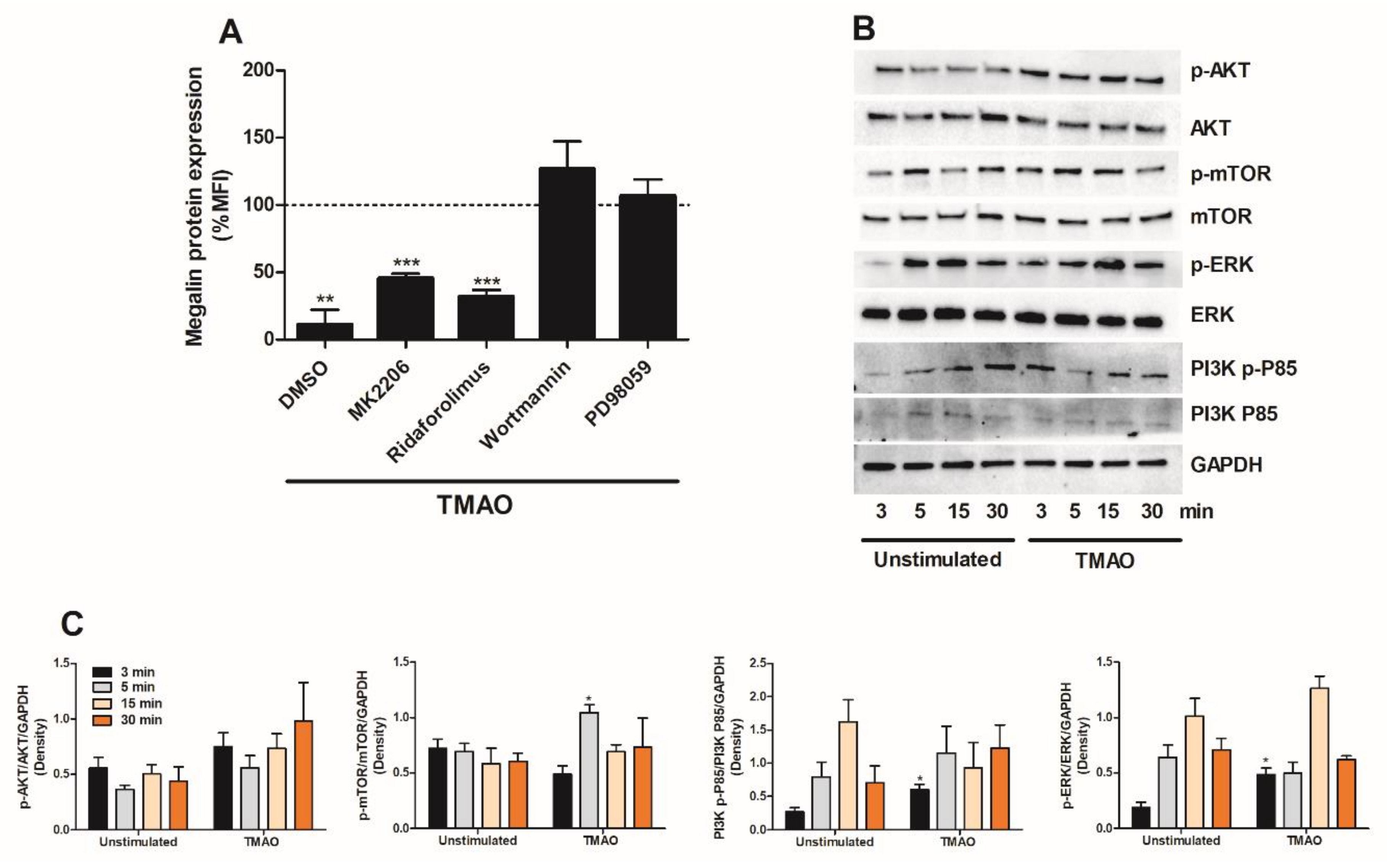 Ijms 23 08856 g006 Ijms 23 08856 g006