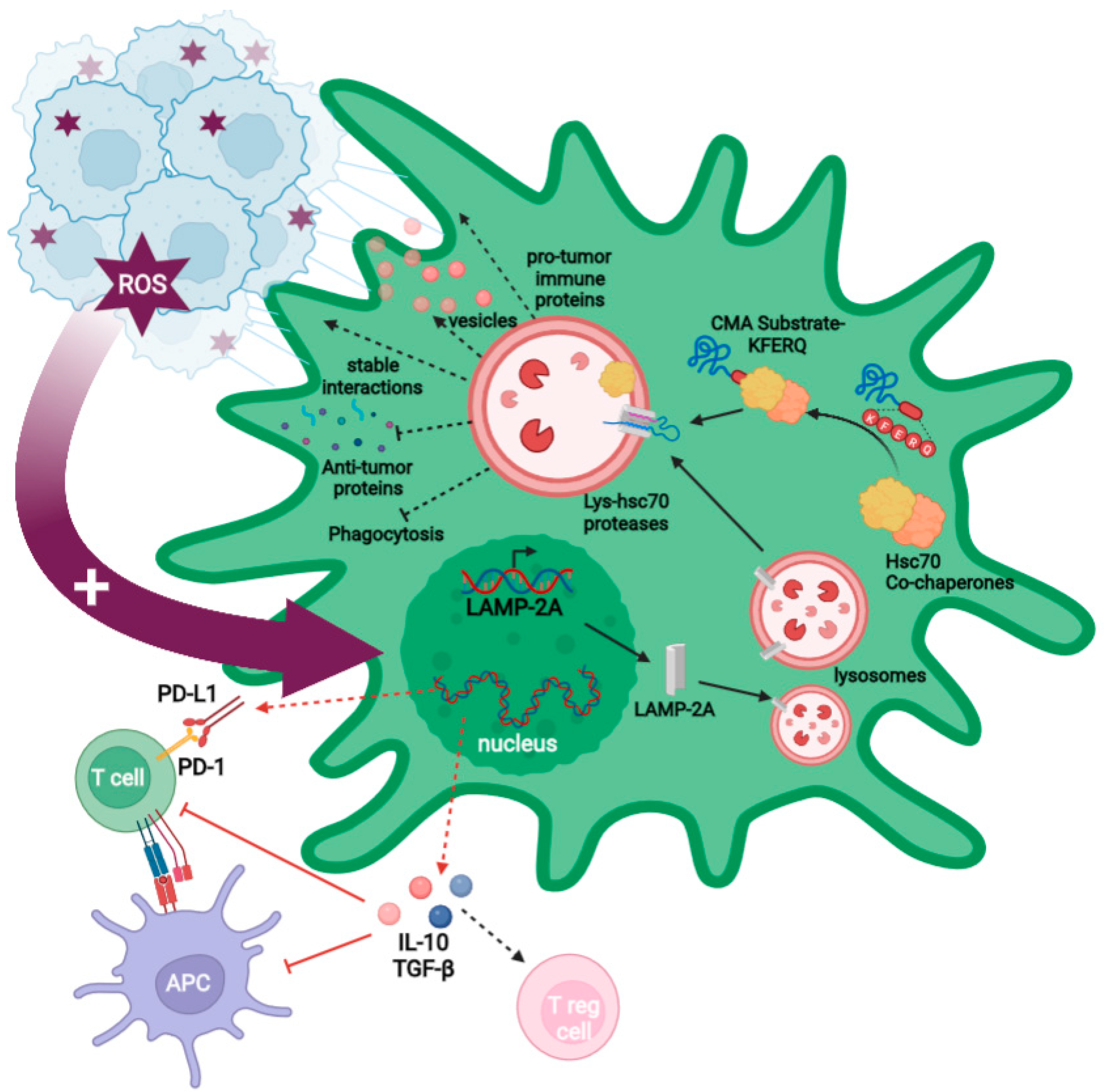 Dr boz ratio for autophagy