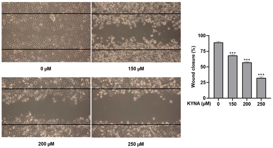 Ijms Free Full Text Cellular Regulation Of Kynurenic Acid Induced