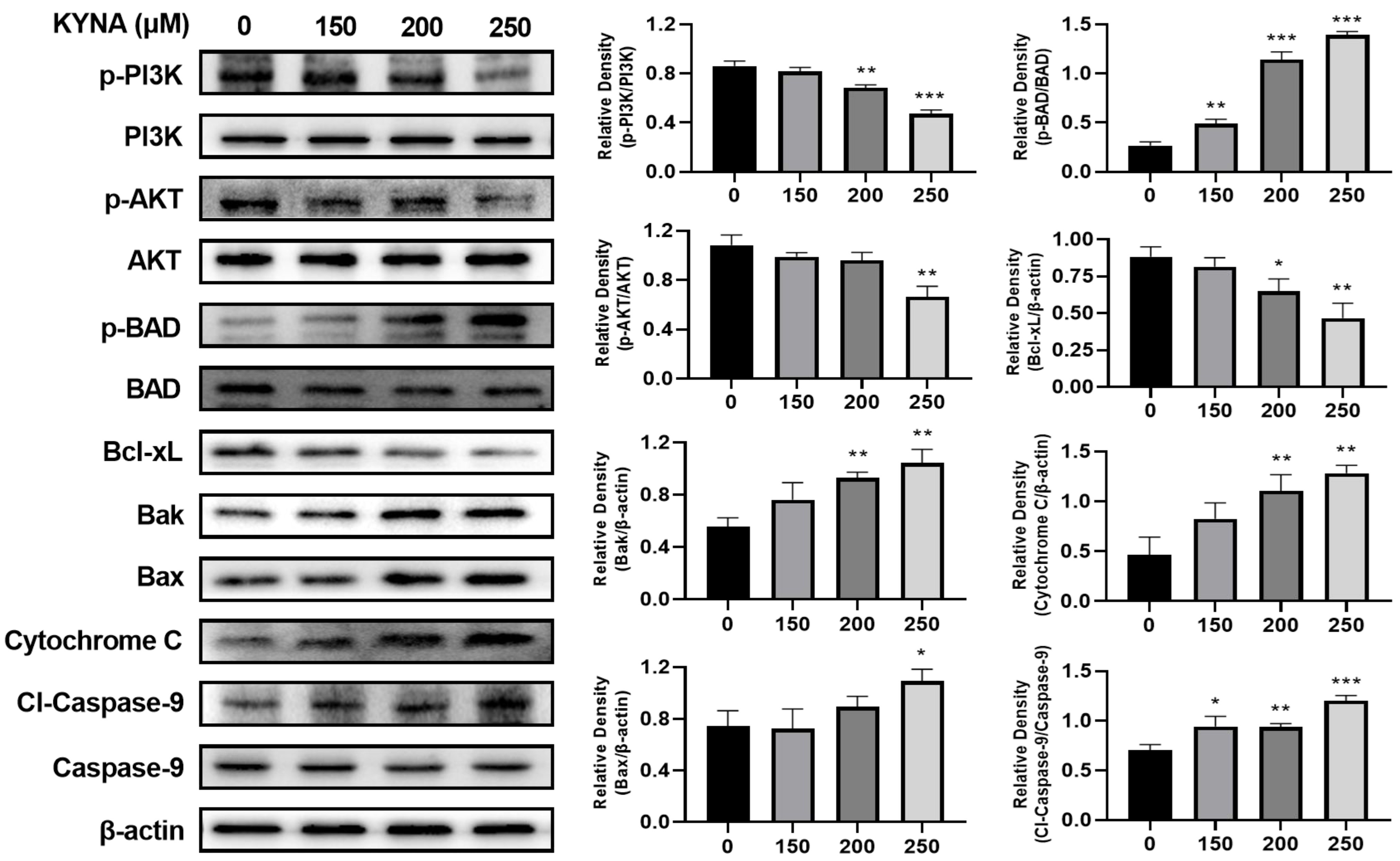 Ijms Free Full Text Cellular Regulation Of Kynurenic Acid Induced