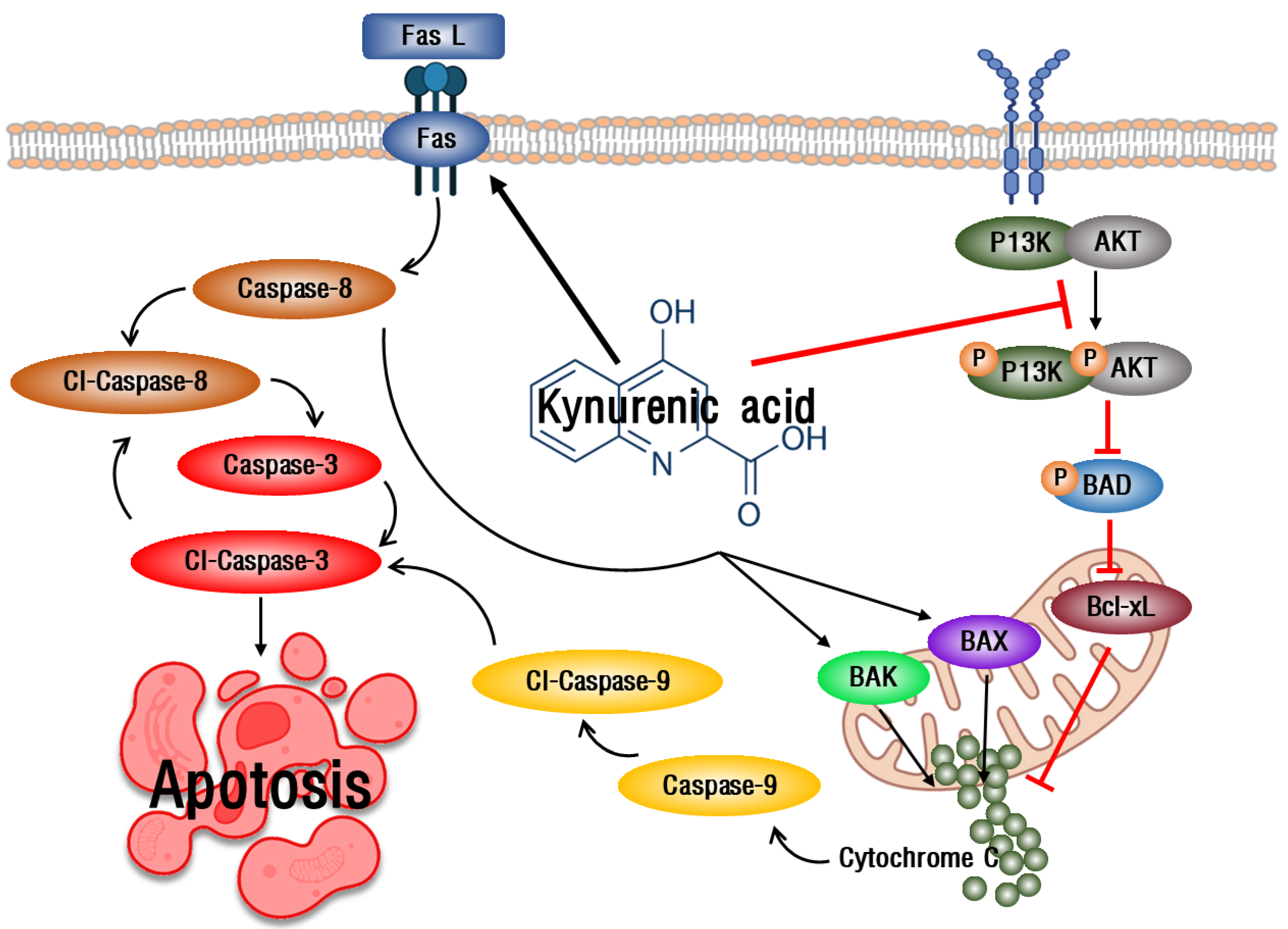 Ijms Free Full Text Cellular Regulation Of Kynurenic Acid Induced