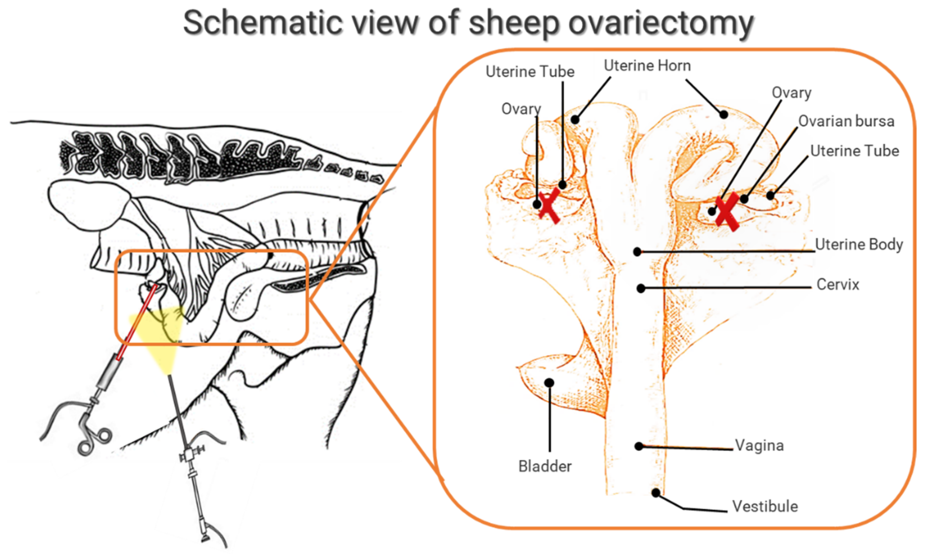 Ijms 23 08904 g004 Ijms 23 08904 g004