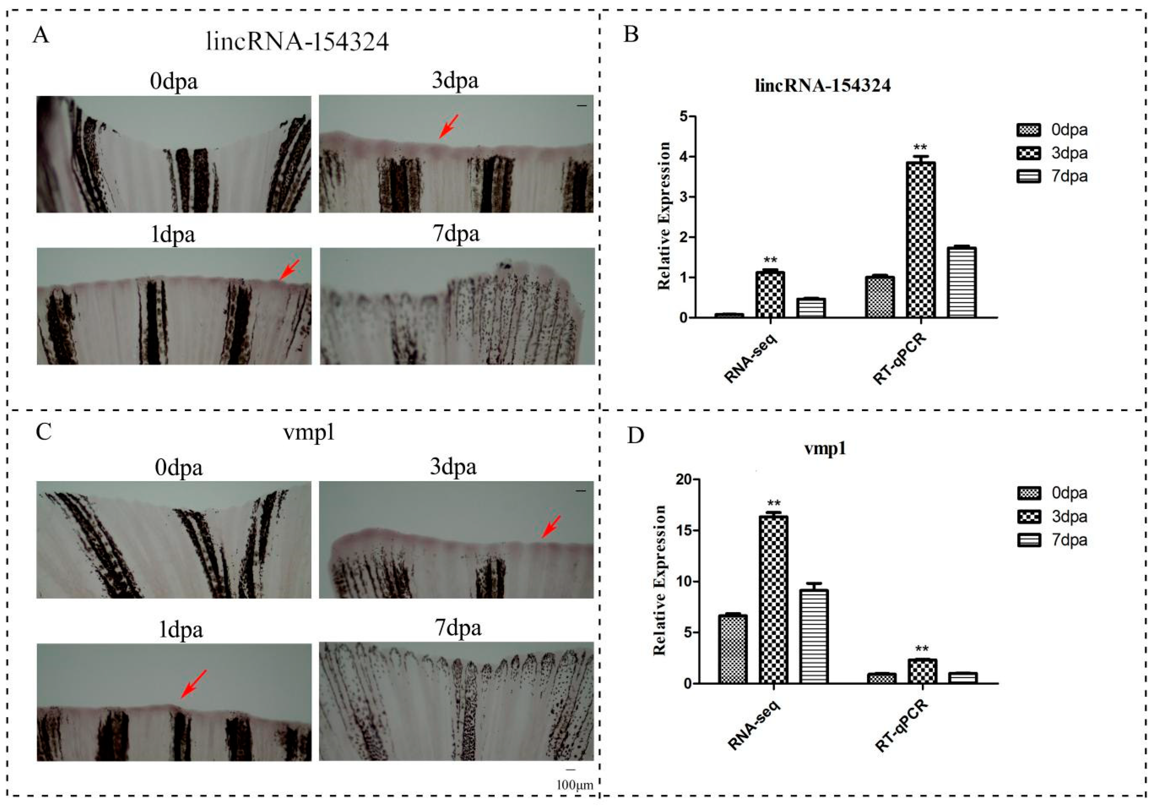 Ijms 23 08944 g007 Ijms 23 08944 g007