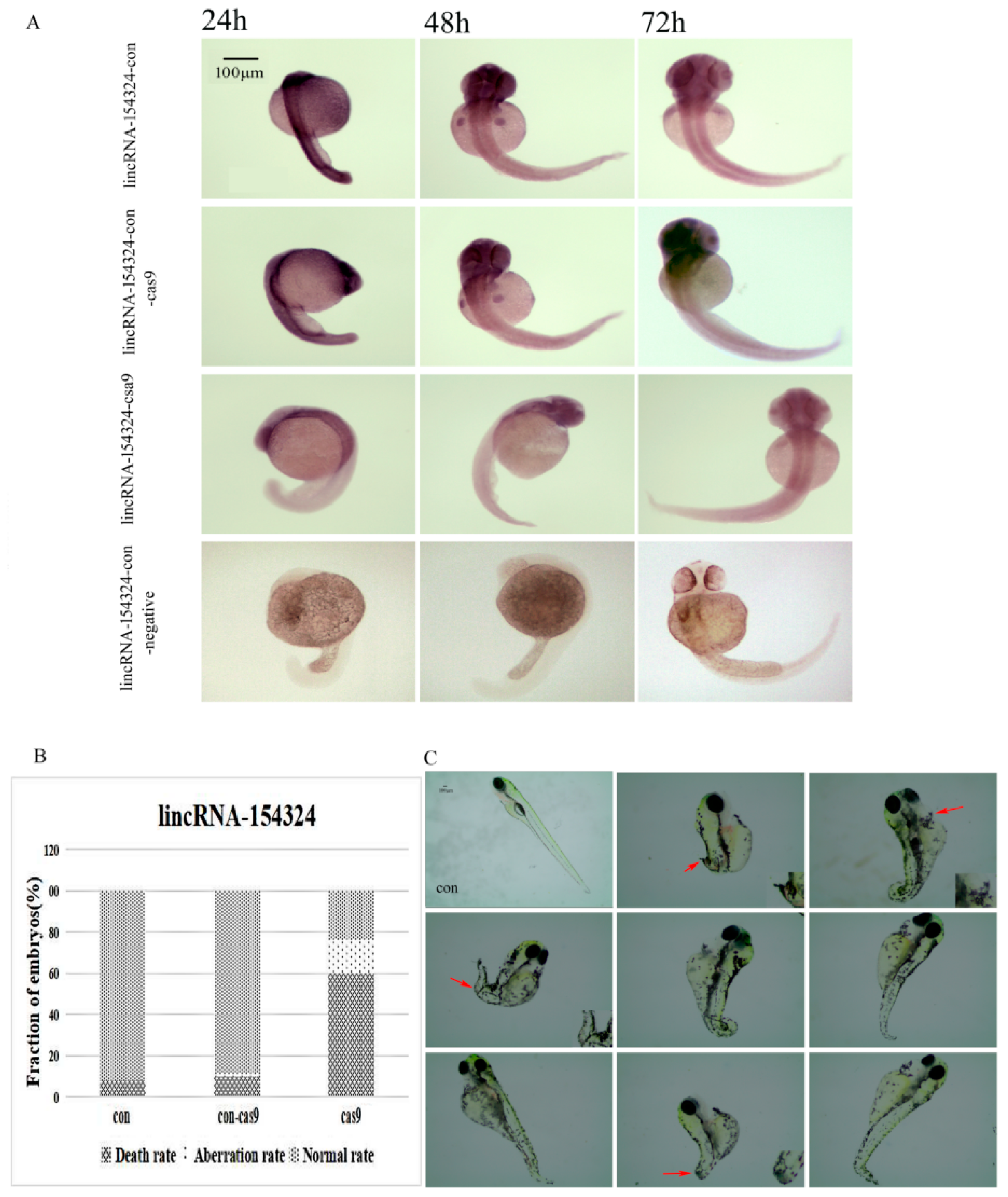 Ijms 23 08944 g010 Ijms 23 08944 g010