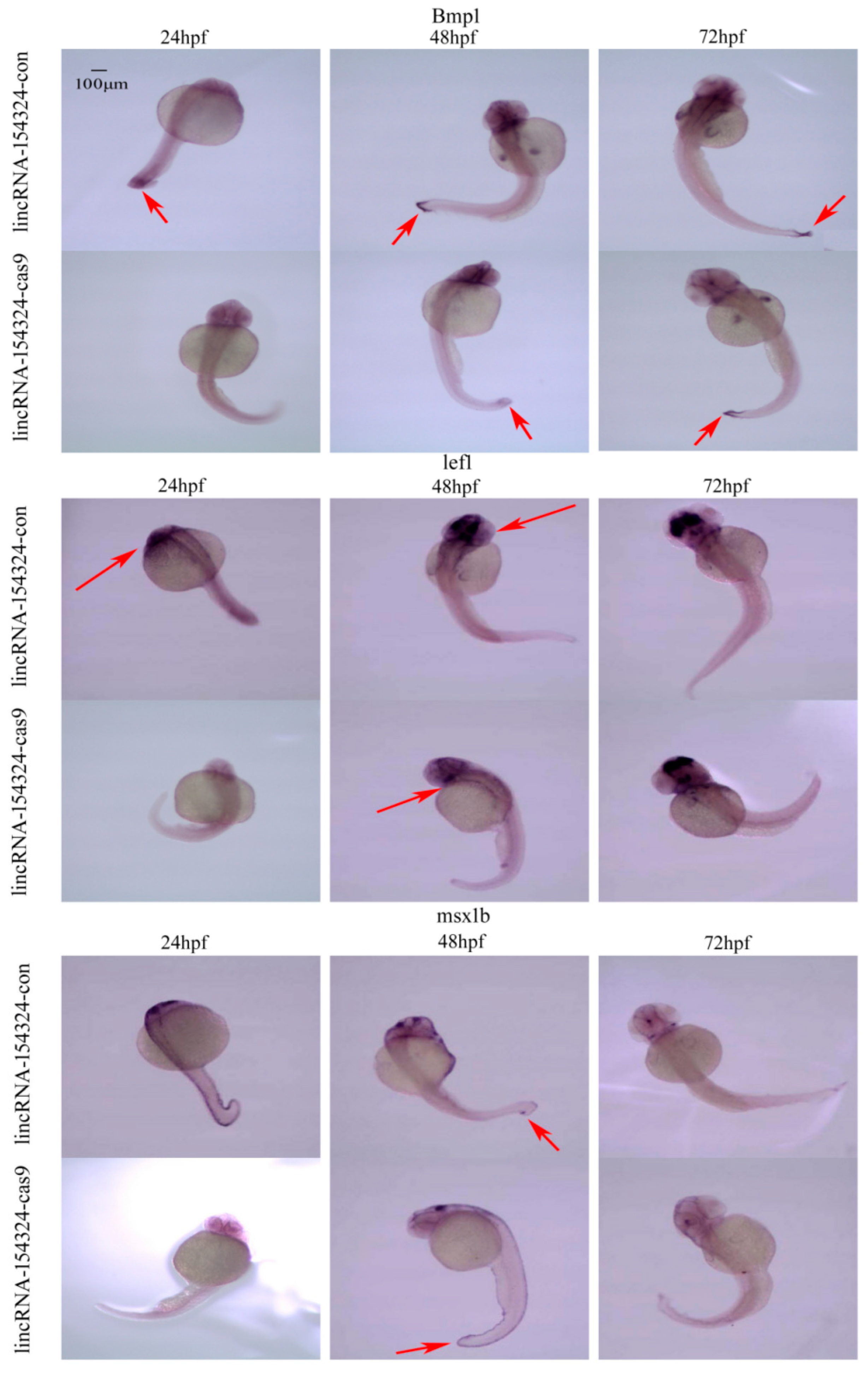 Ijms 23 08944 g014 Ijms 23 08944 g014