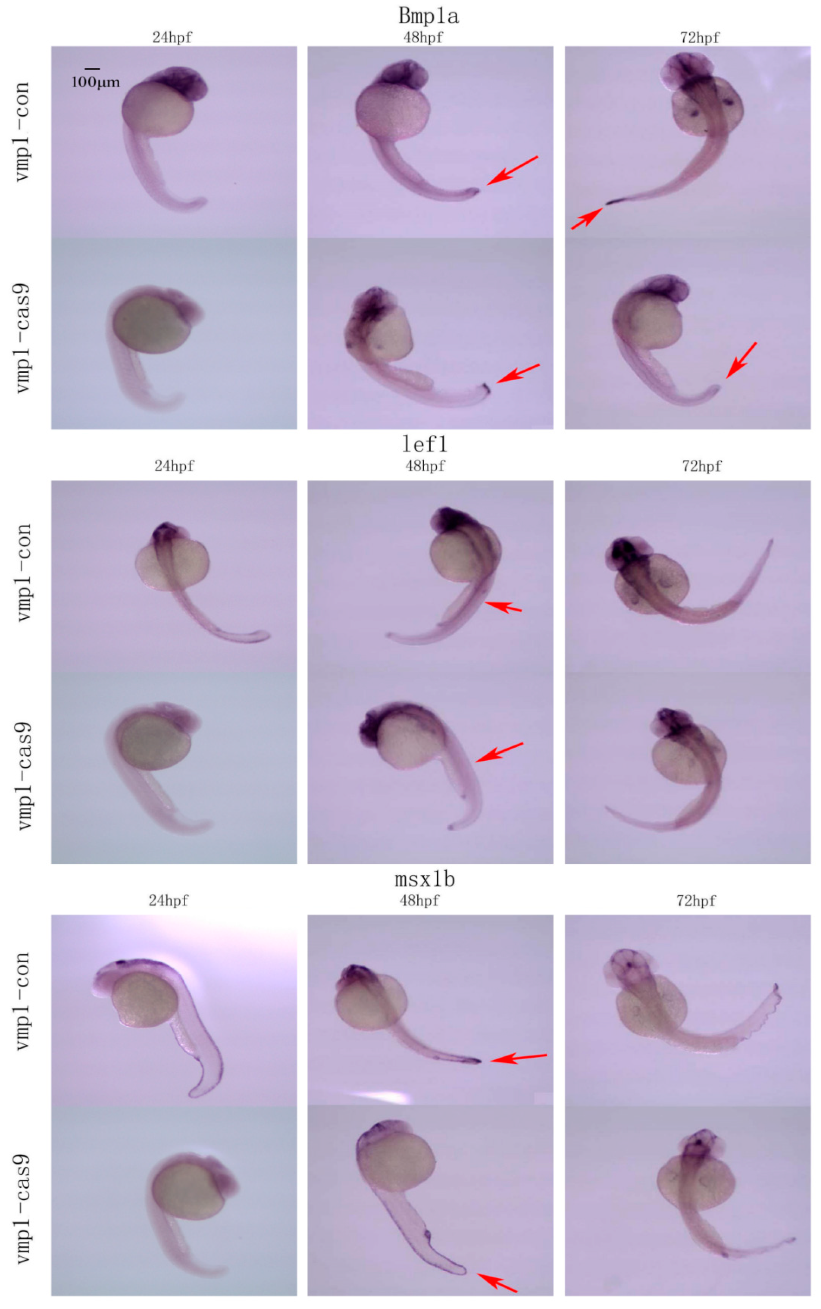 Ijms 23 08944 g015 Ijms 23 08944 g015