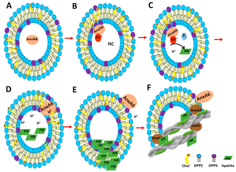 Ijms 23 08945 g005 Ijms 23 08945 g005