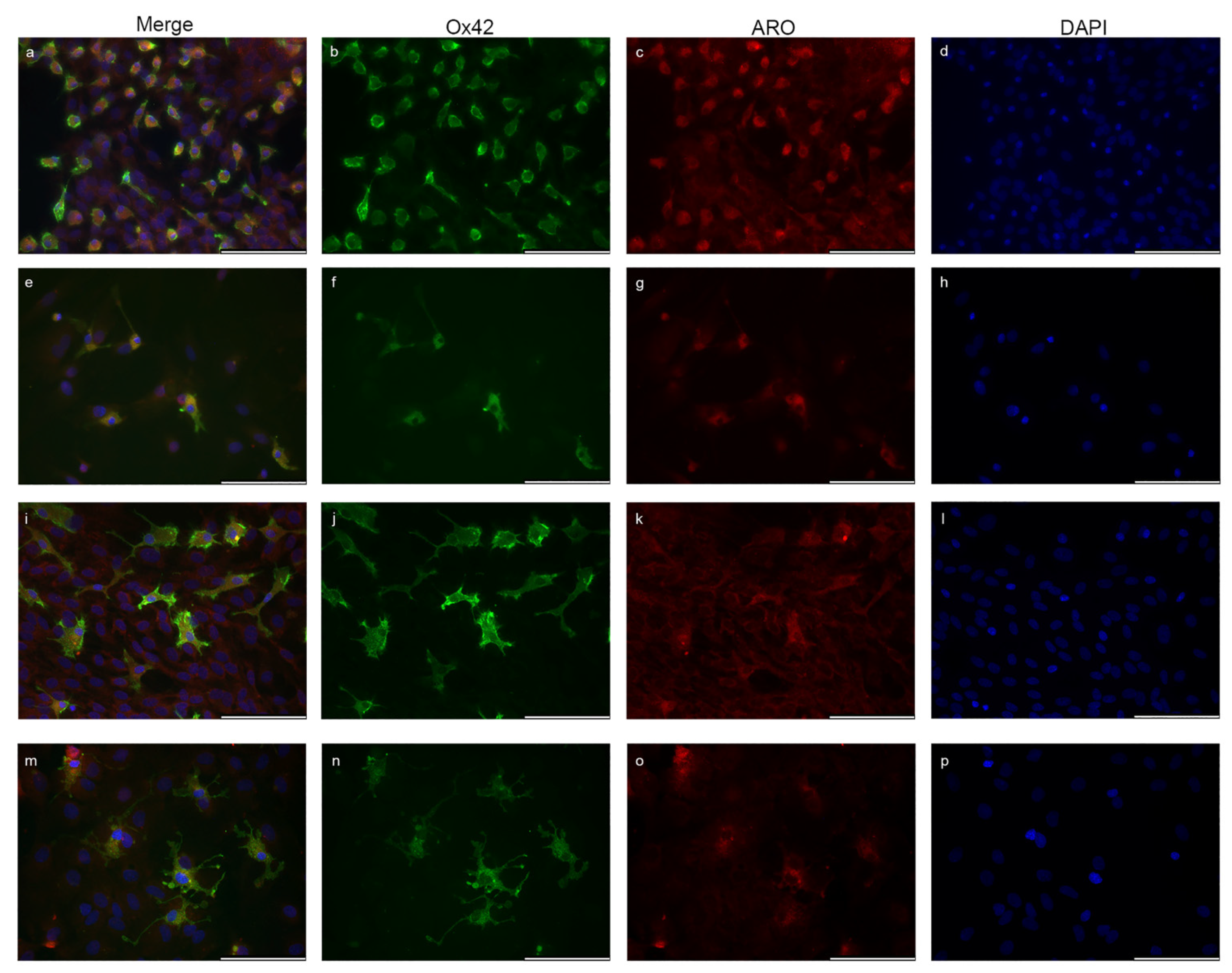 Ijms 23 08946 g006a Ijms 23 08946 g006a