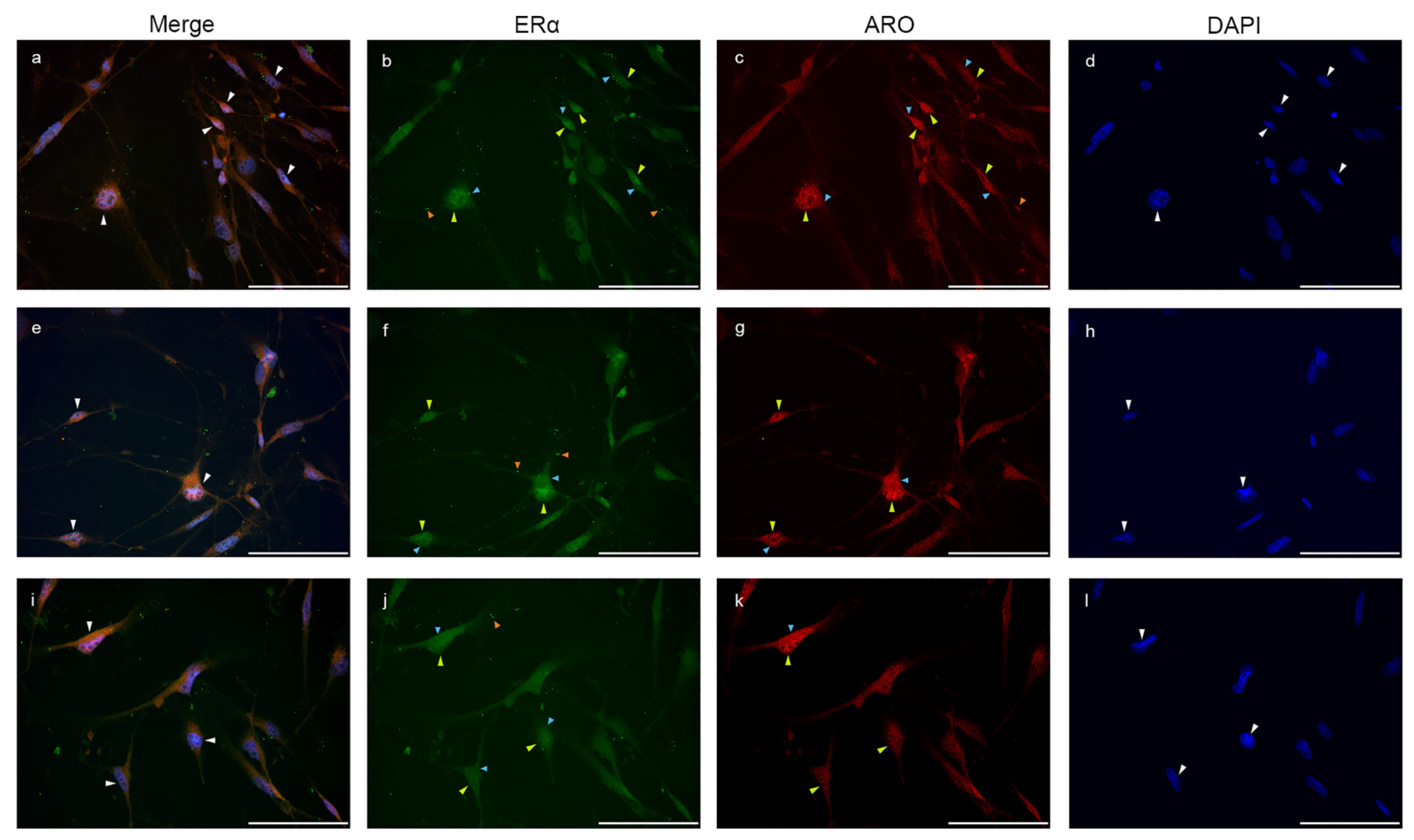 Ijms 23 08946 g008 Ijms 23 08946 g008