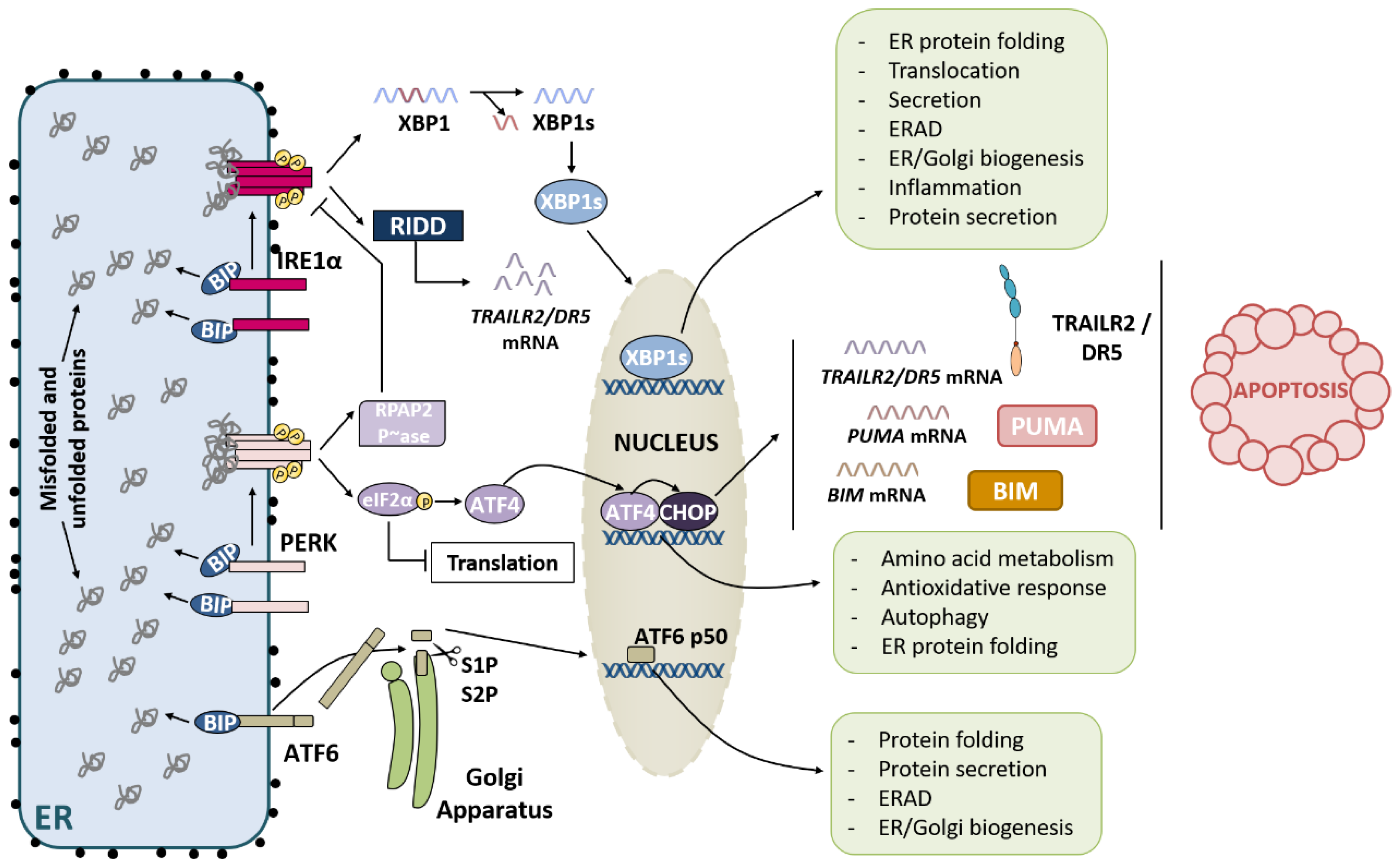 Apoptosis research paper