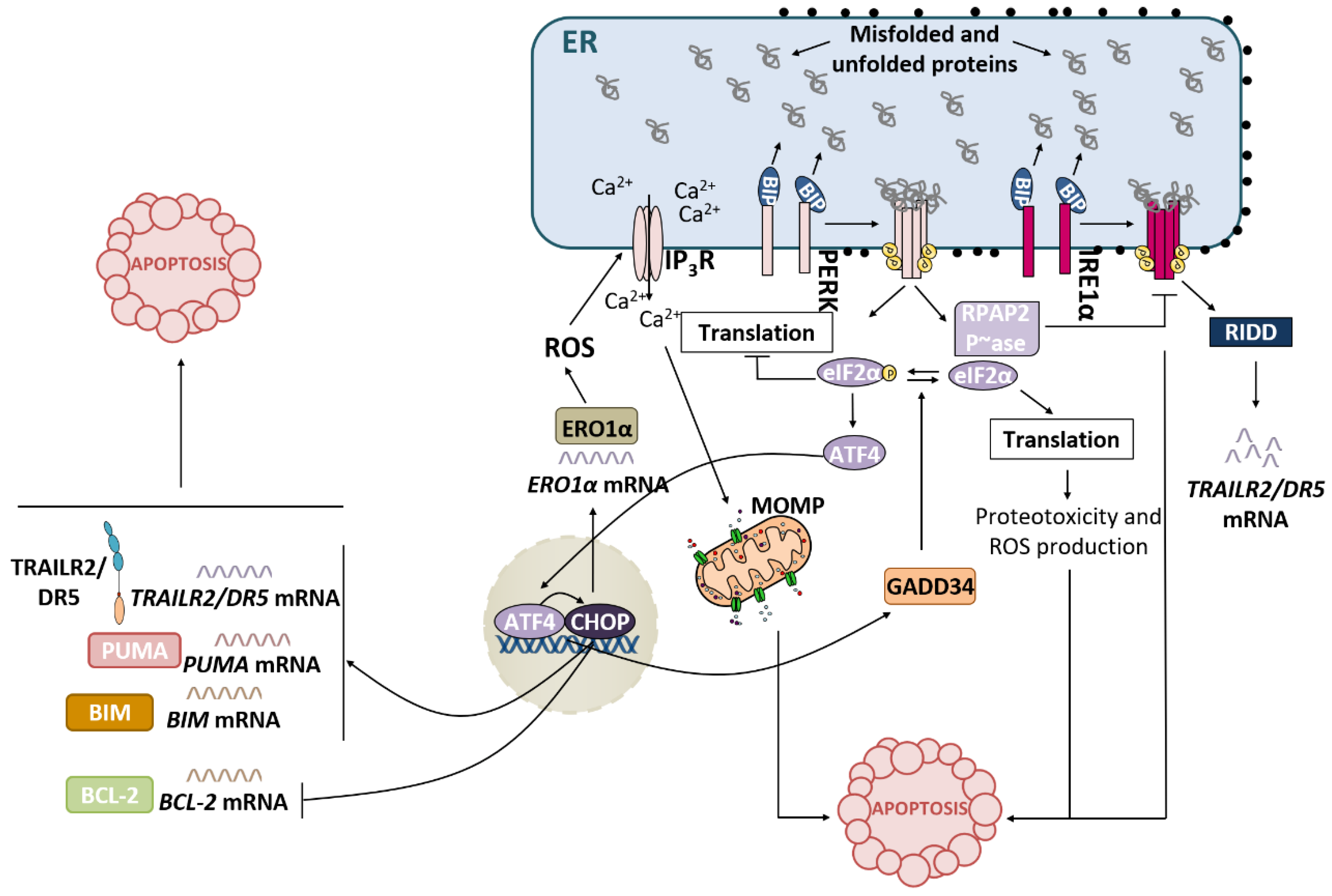 Apoptosis research paper