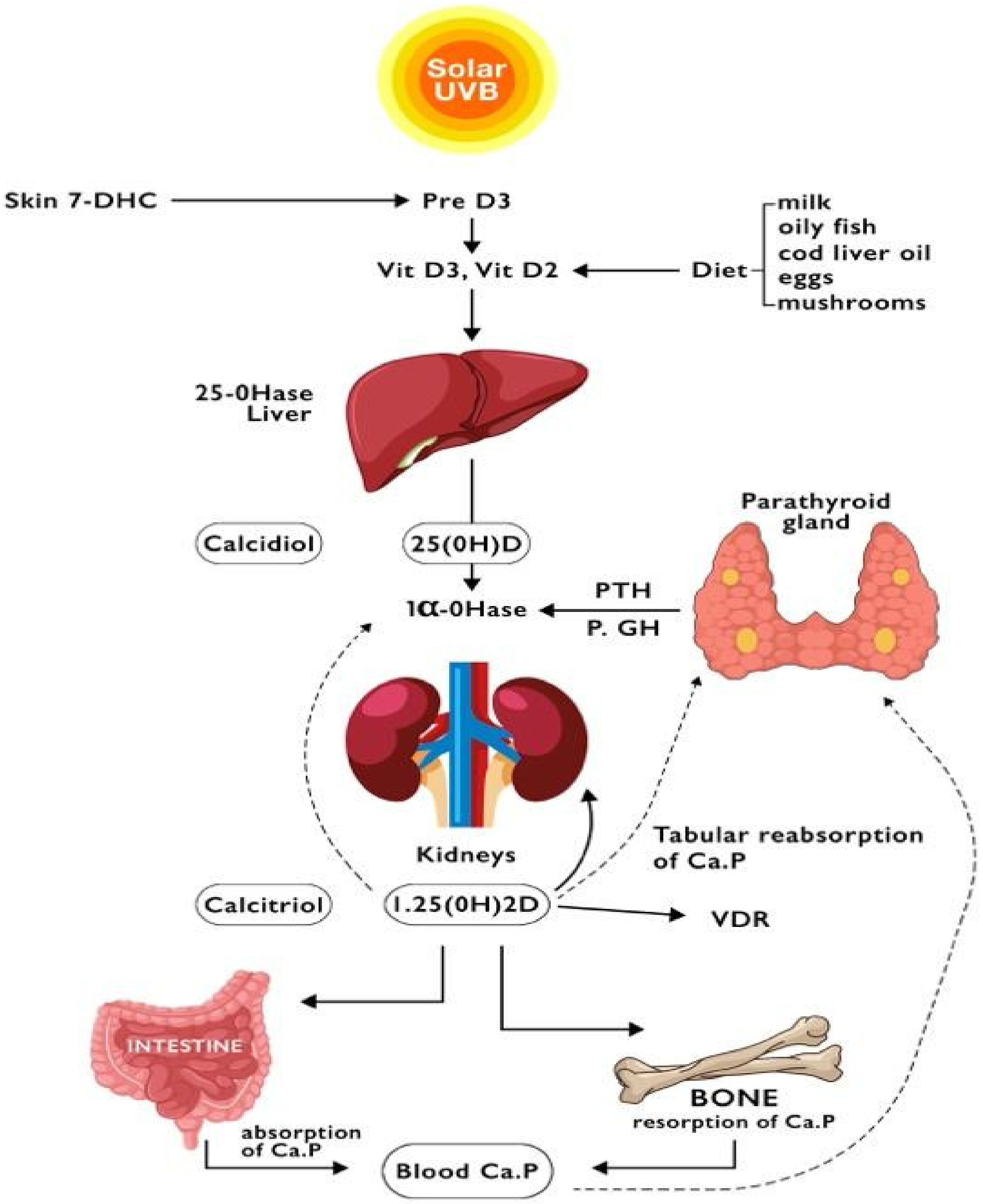 IJMS | Free Full-Text | Role of Vitamin D in Liver Disease and  Complications of Advanced Chronic Liver Disease