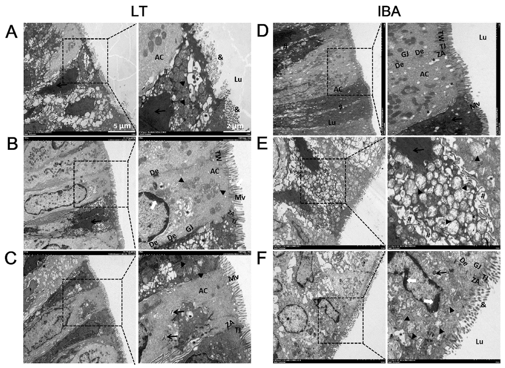 Ijms 23 09026 g005 Ijms 23 09026 g005