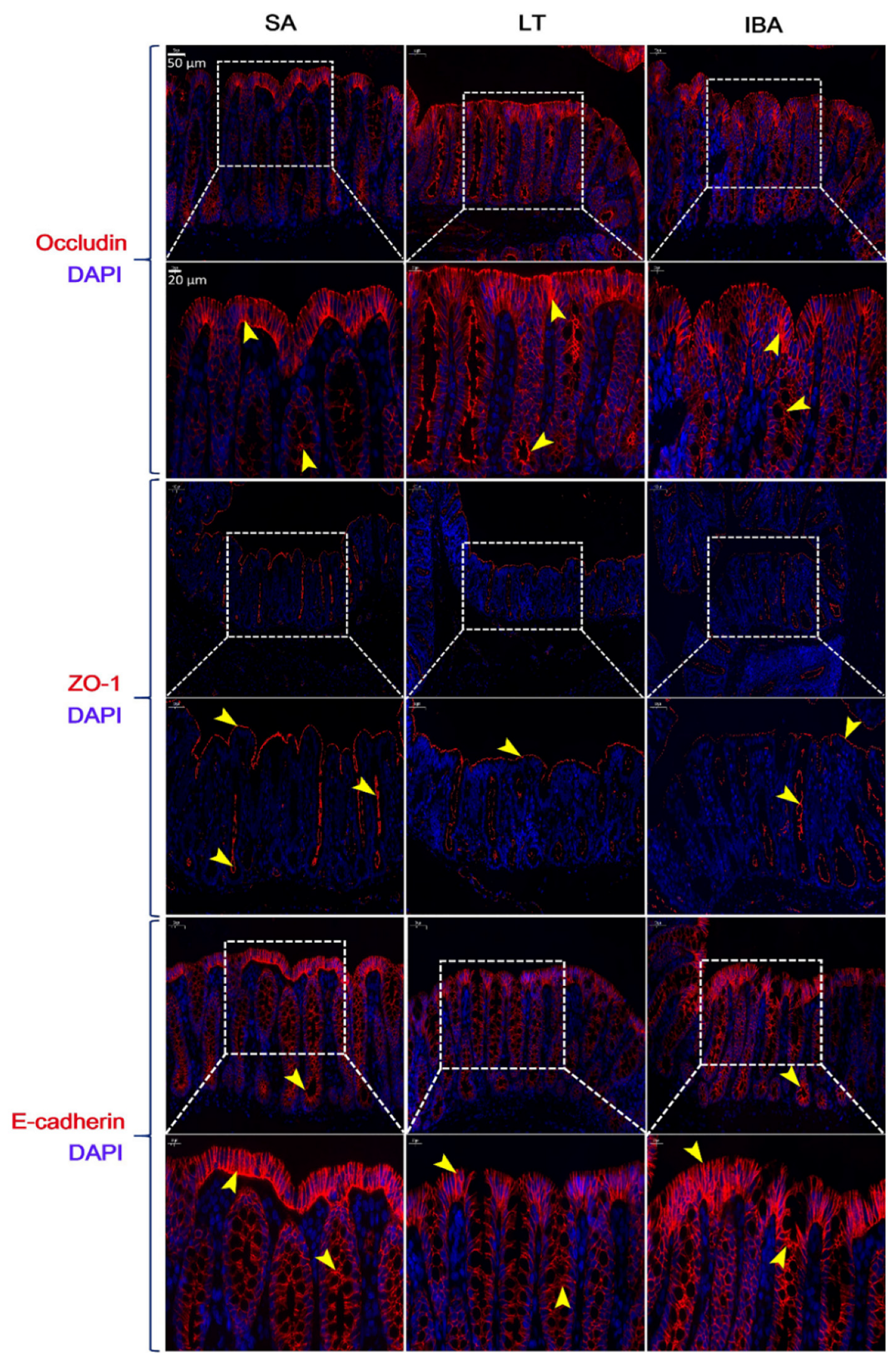 Ijms 23 09026 g007 Ijms 23 09026 g007