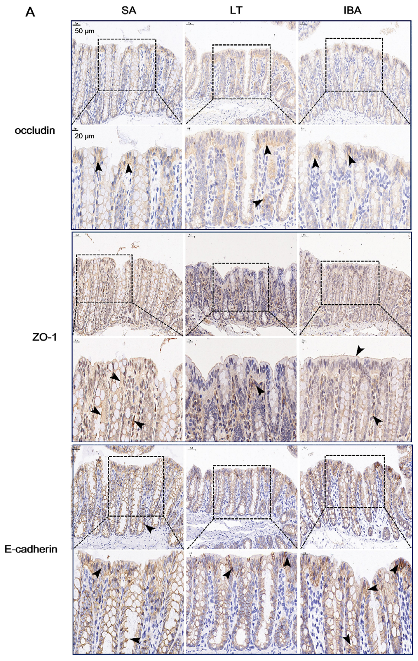 Ijms 23 09026 g009a Ijms 23 09026 g009a